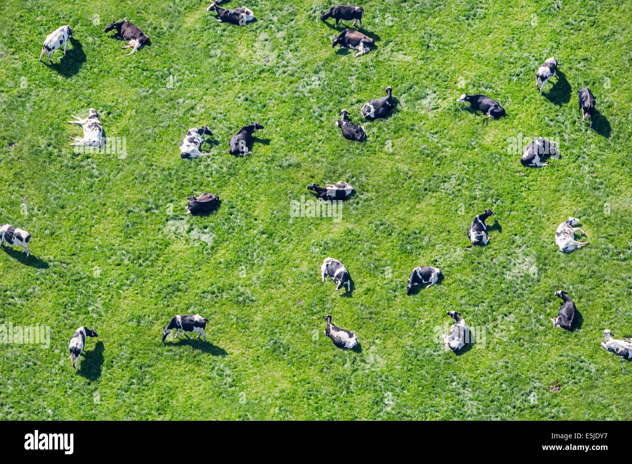 Pays-bas, Delfgauw. Les vaches dans le pré à ruminer. Aerial Banque D'Images