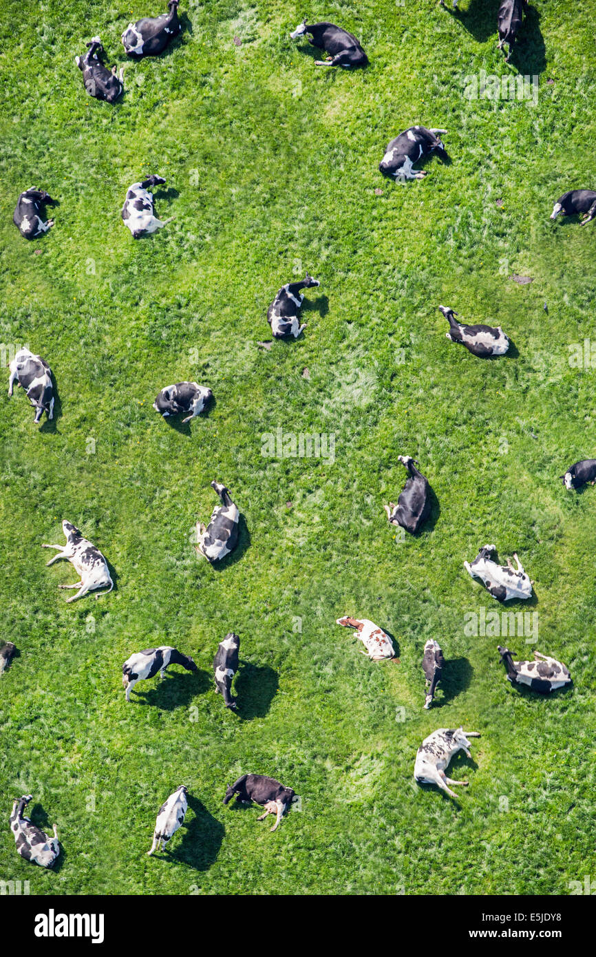 Pays-bas, Delfgauw. Les vaches dans le pré à ruminer. Aerial Banque D'Images