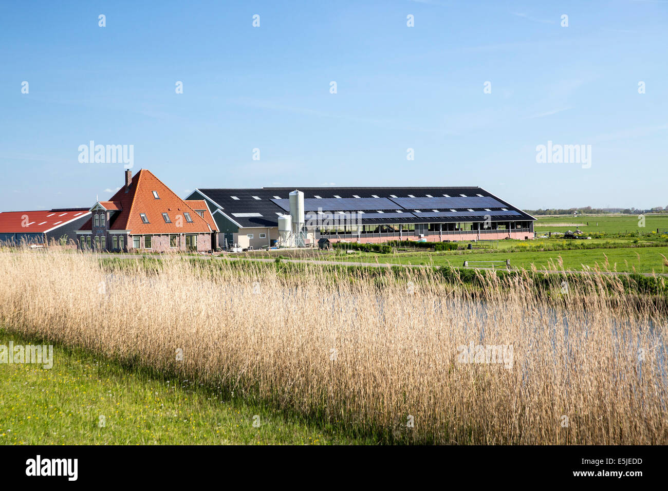 Pays-bas, greffons, ferme moderne Banque D'Images