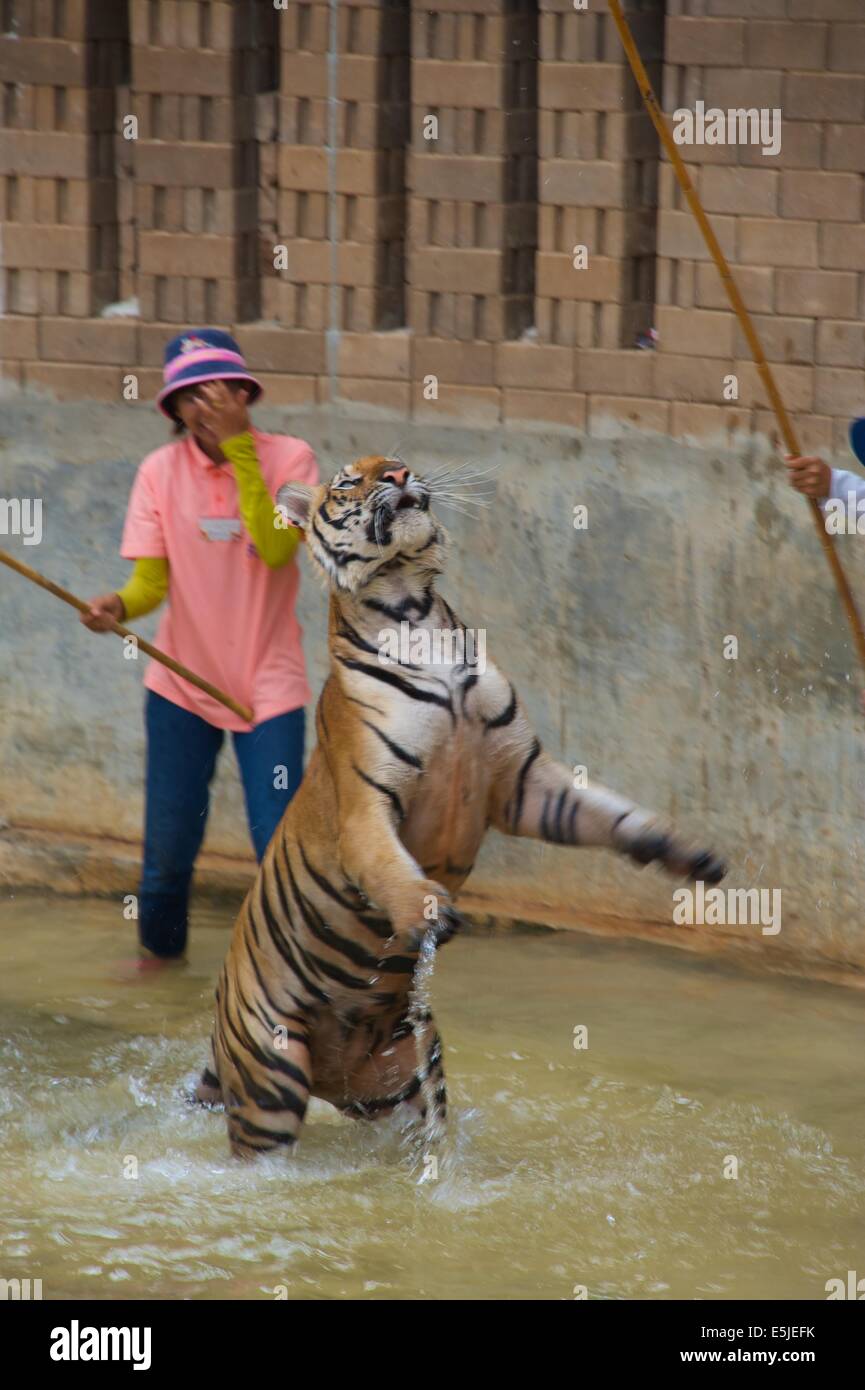 Tiger temple thaliand Banque D'Images