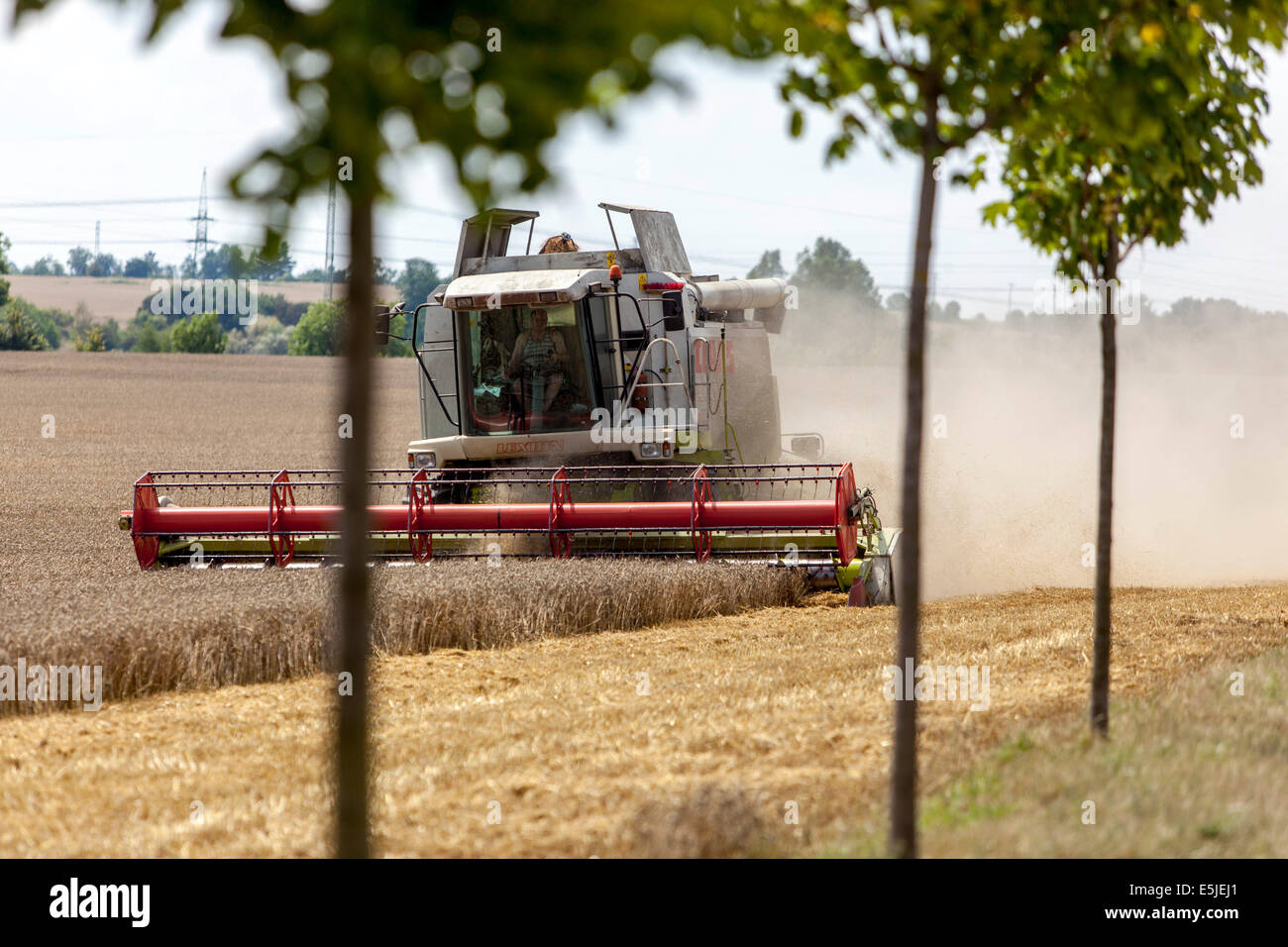 Combiner la récolte du blé dans un champ, République Tchèque Banque D'Images