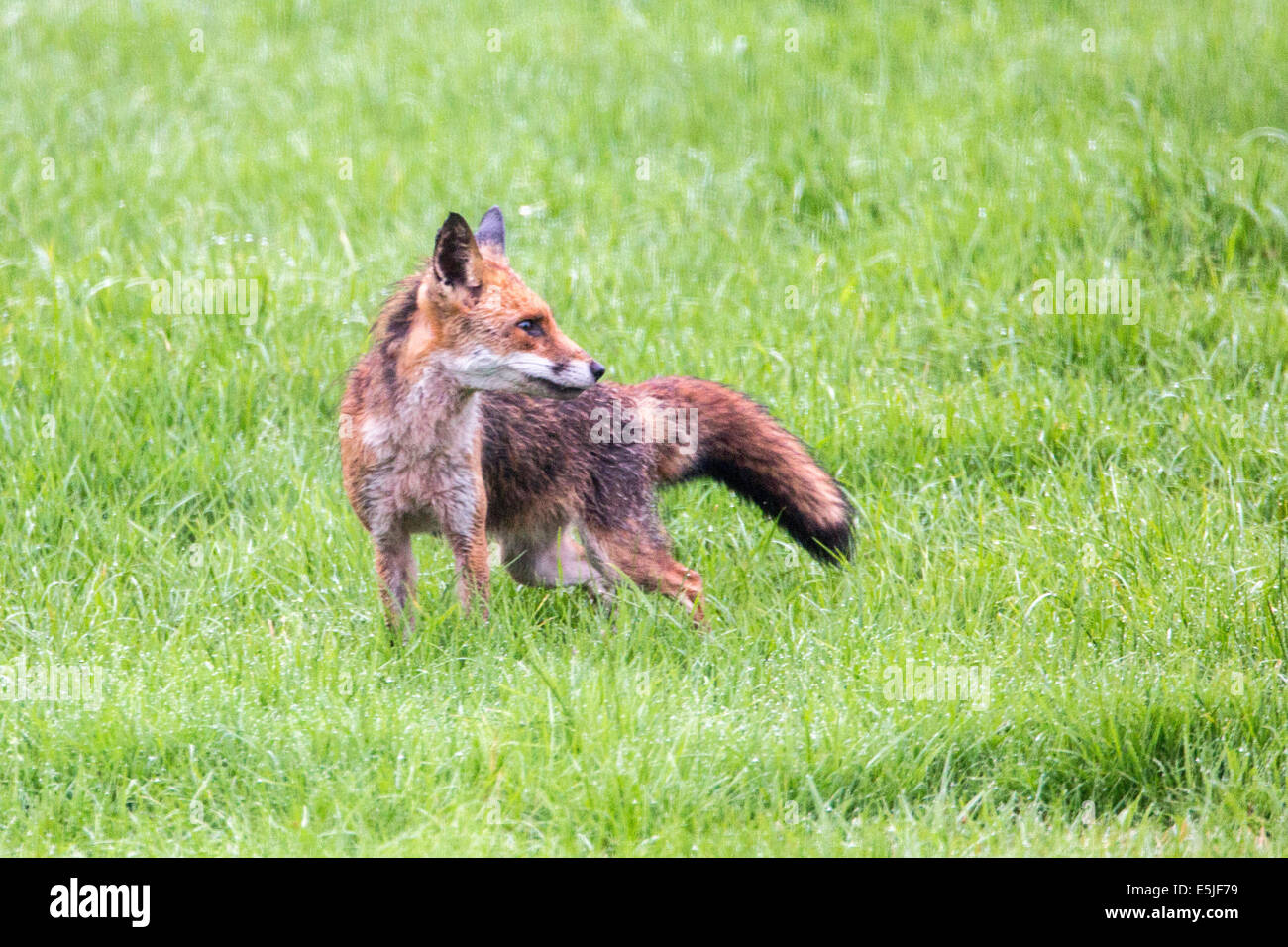 Pays-bas, 's-Graveland, Young red fox Banque D'Images