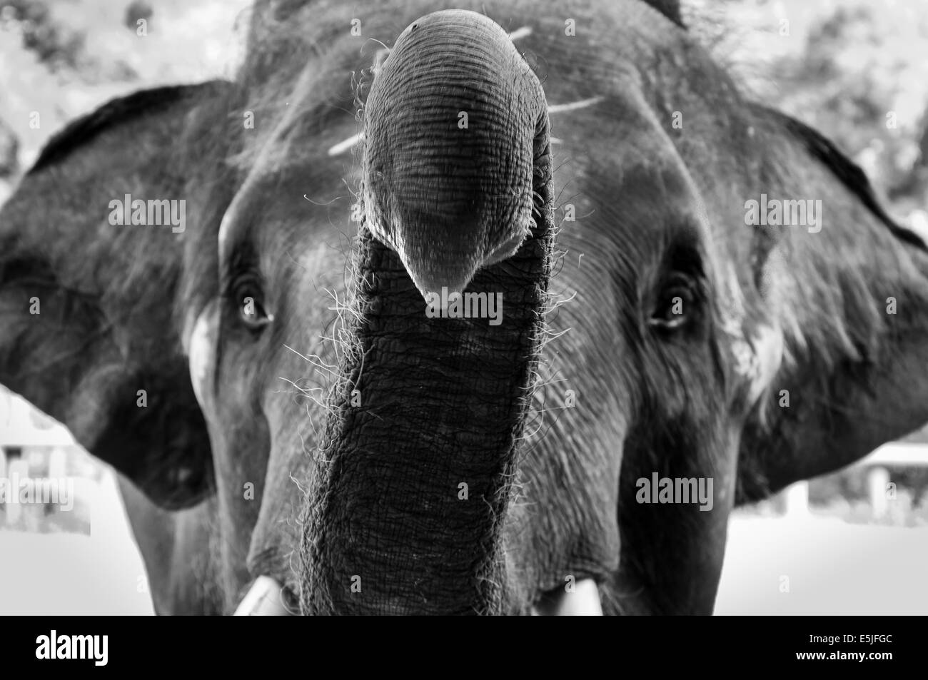 Gros plan de la tête de l'éléphant d'Asie Banque D'Images