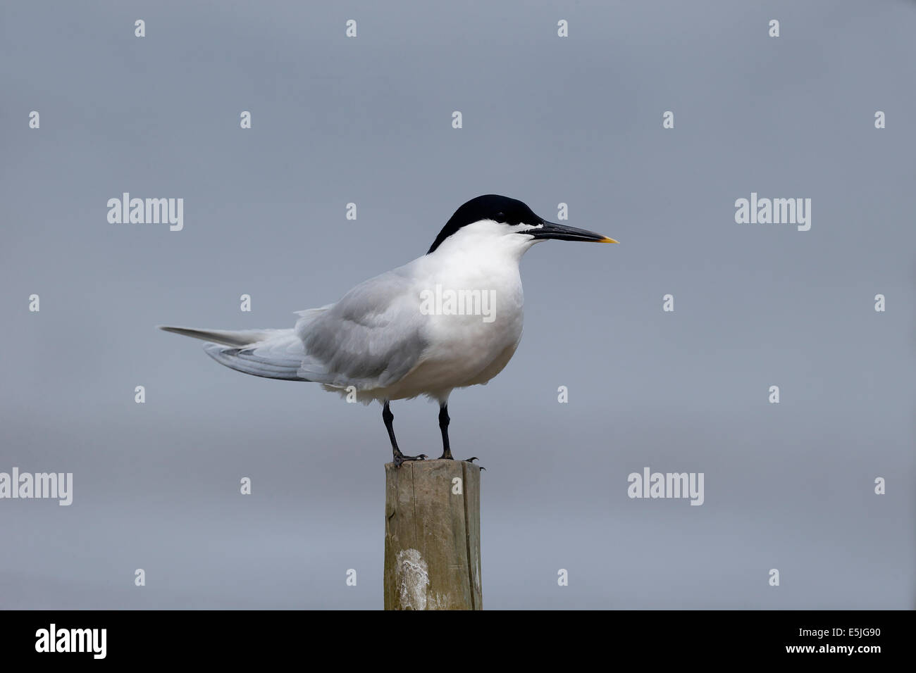 Sterne caugek Sterna sandvicensis,, seul oiseau sur post, Dorset, Mai 2014 Banque D'Images