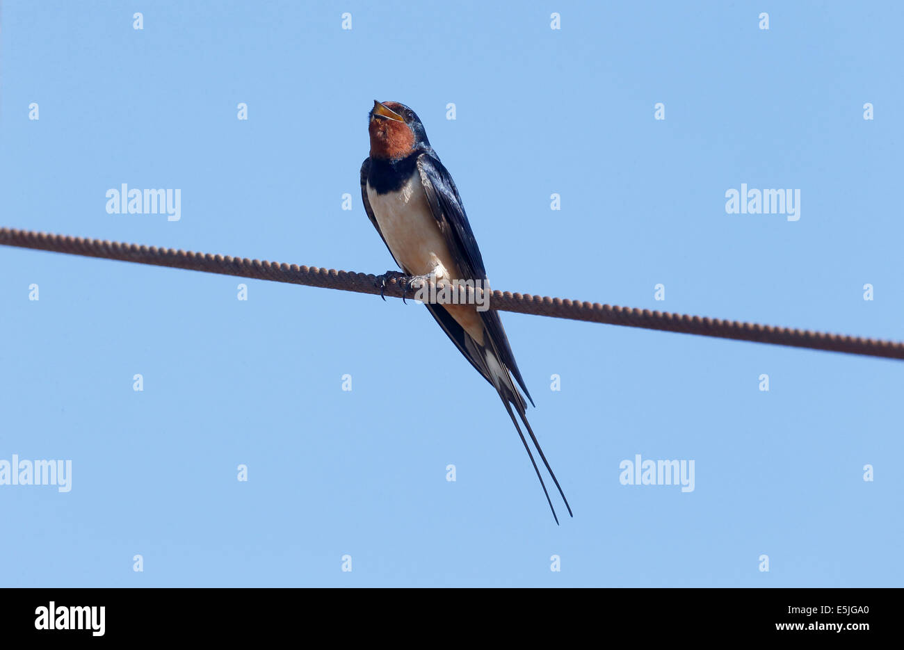 Hirondelle, Hirundo rustica, seul oiseau sur le fil, Cornwall, Juin 2014 Banque D'Images