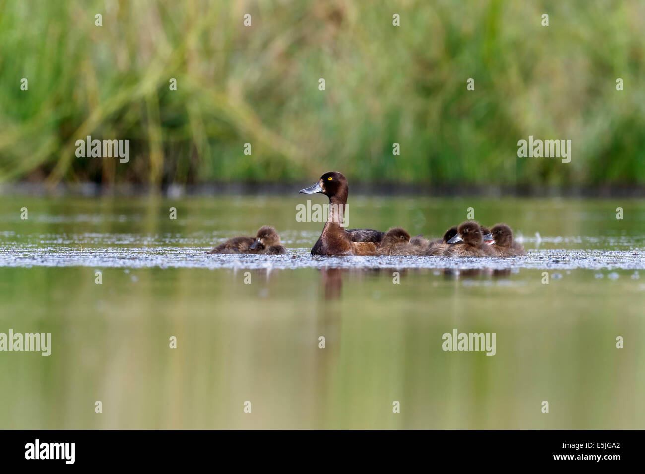 Fuligule morillon Aythya fuligula, femme seule, avec les jeunes, dans le Warwickshire, Juillet 2014 Banque D'Images