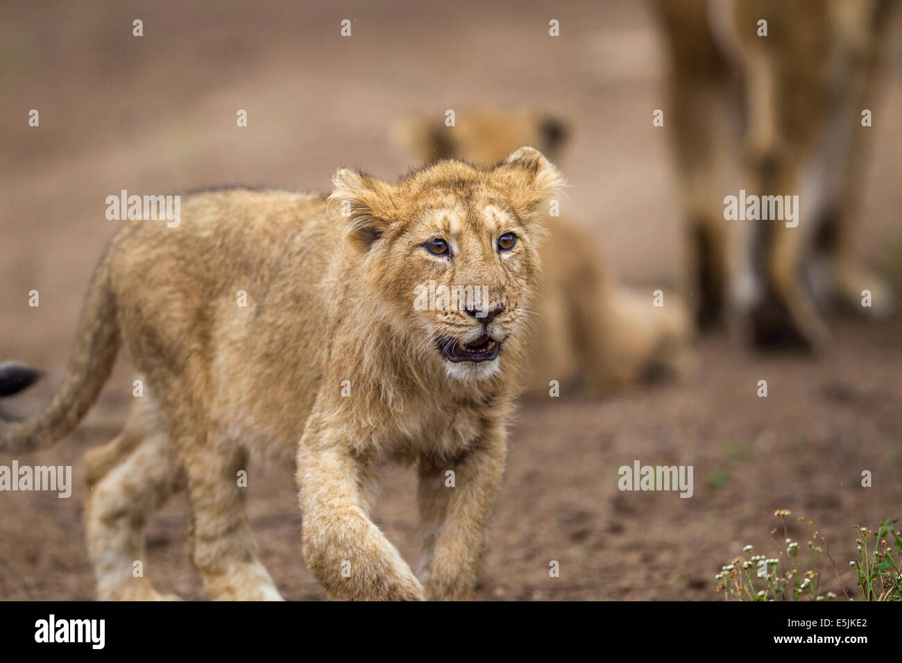 Les Indiens asiatiques Lion cub [Panthera leo persica] au RIF Forêt, Gujarat Inde. Banque D'Images