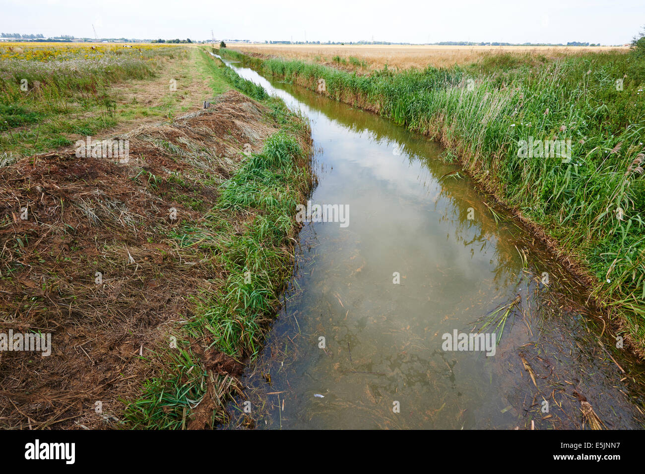 Digue de drainage menant dans le Fens de Flag Fen Centre de l'âge du Bronze Cambridgeshire Fenland UK Banque D'Images