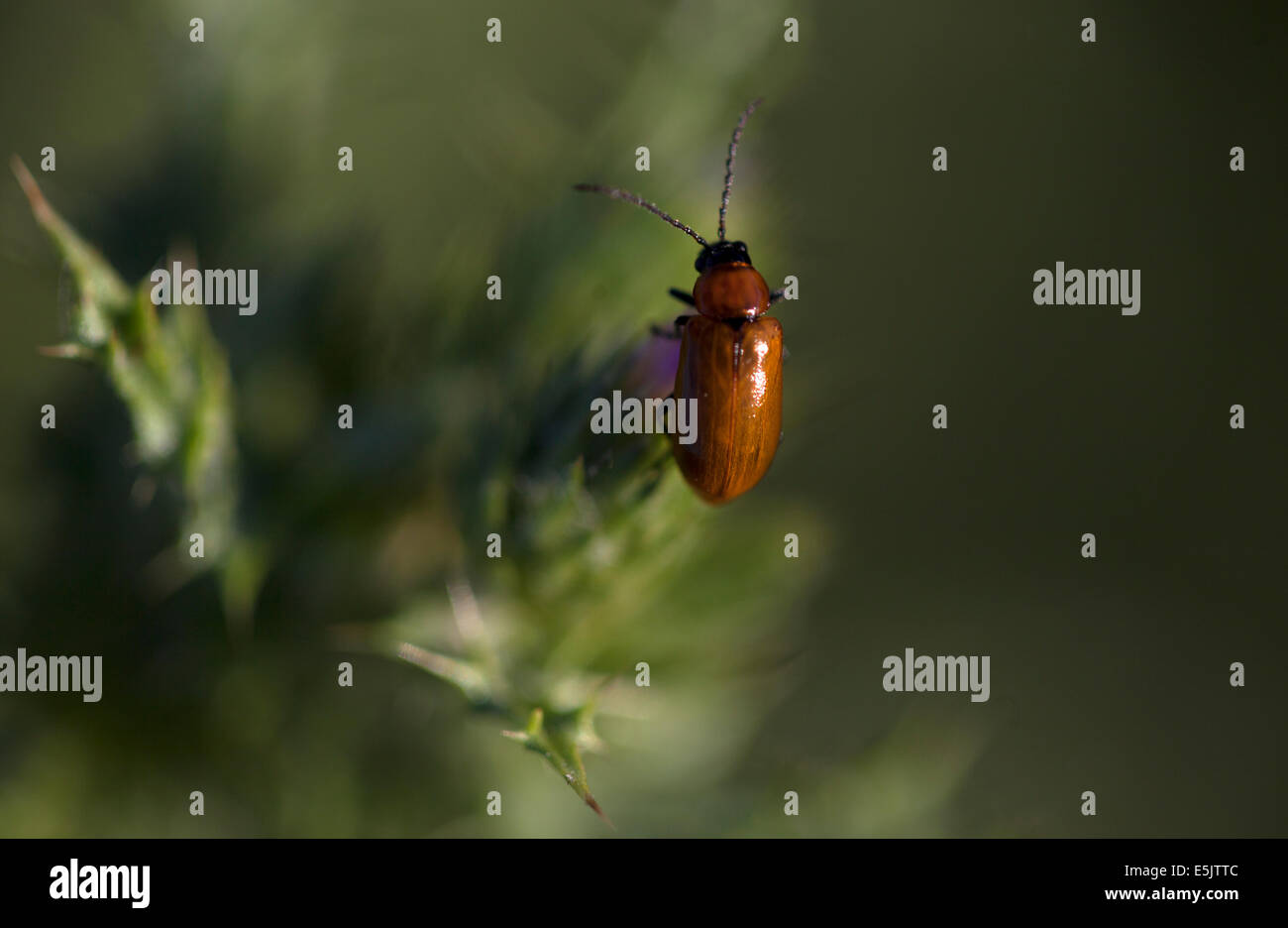 Un bug rouge perches dans un plante épineuse à Arcos de la Frontera, province de Cadiz, Andalousie, Espagne, le 29 avril 2014. Banque D'Images
