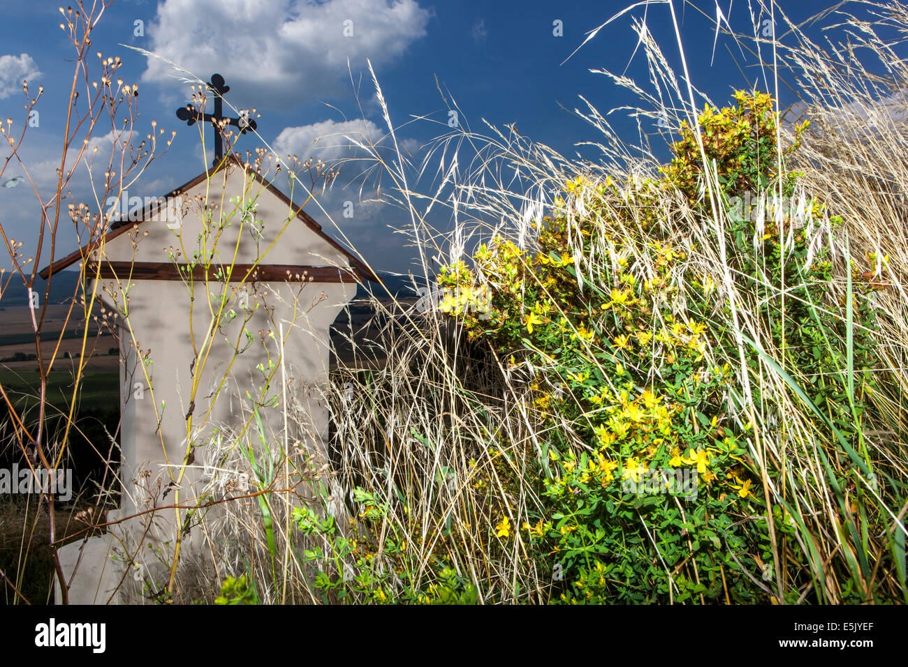 Croix baroque petite chapelle pèlerinage Calvaire colline, fleurs sauvages prairie paysage commun St Johns Wort Hypericum perforatum Klamath herbes de mauvaises herbes tchèque Banque D'Images