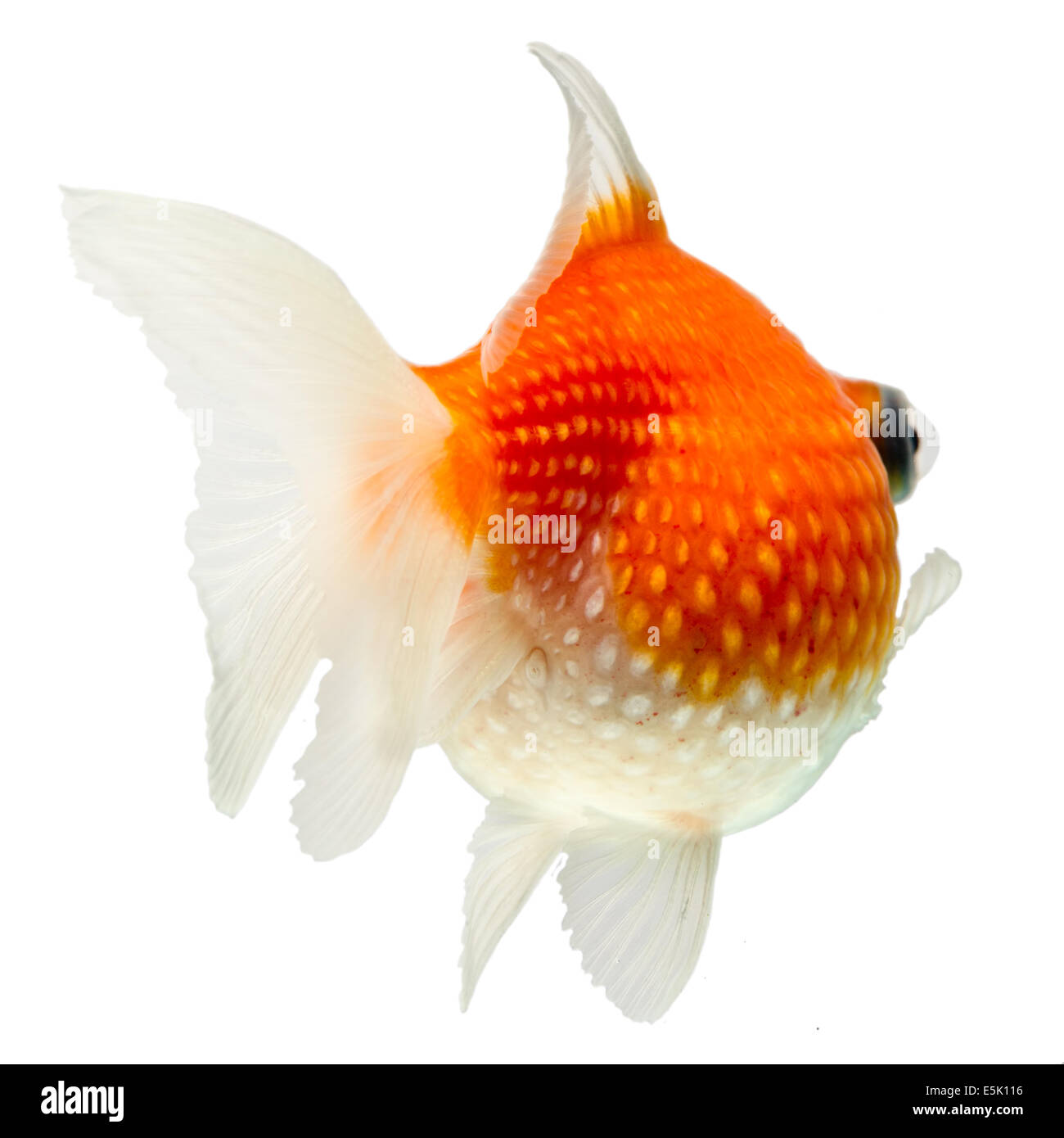 Pearlscale Goldfish Isolated On White Studio haute qualité tourné manuellement retiré de l'arrière-plan pour que le Finnage est terminée Banque D'Images