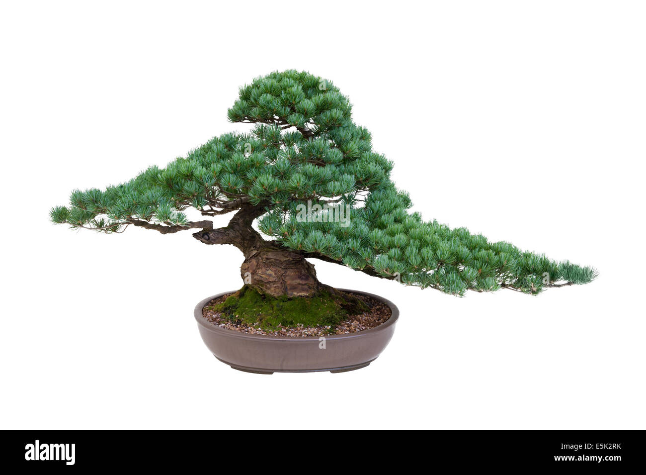 Pin blanc du Japon bonsaï arbre isolé Banque D'Images