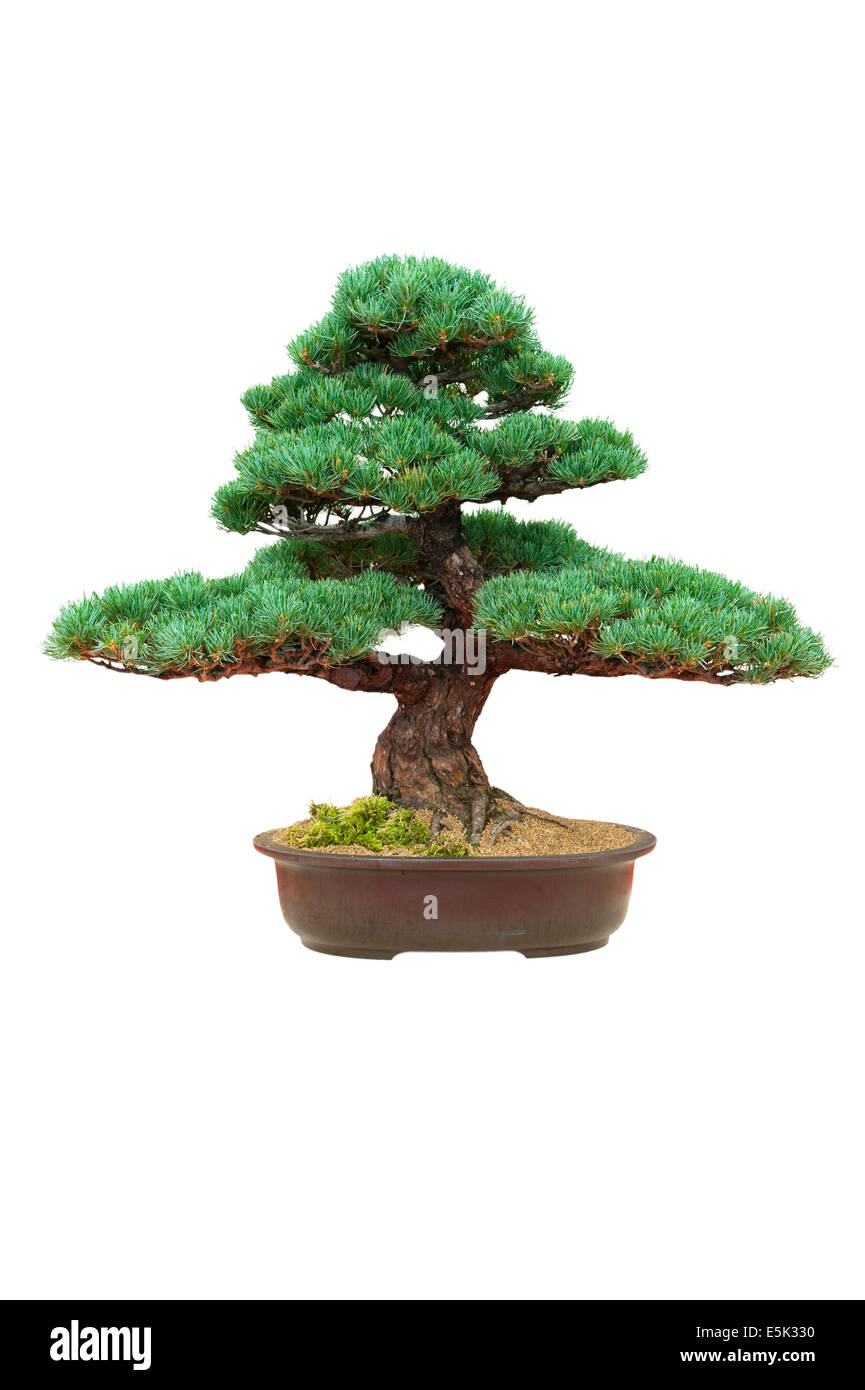 Le japonais bonsai Pinus parviflora isolés Banque D'Images
