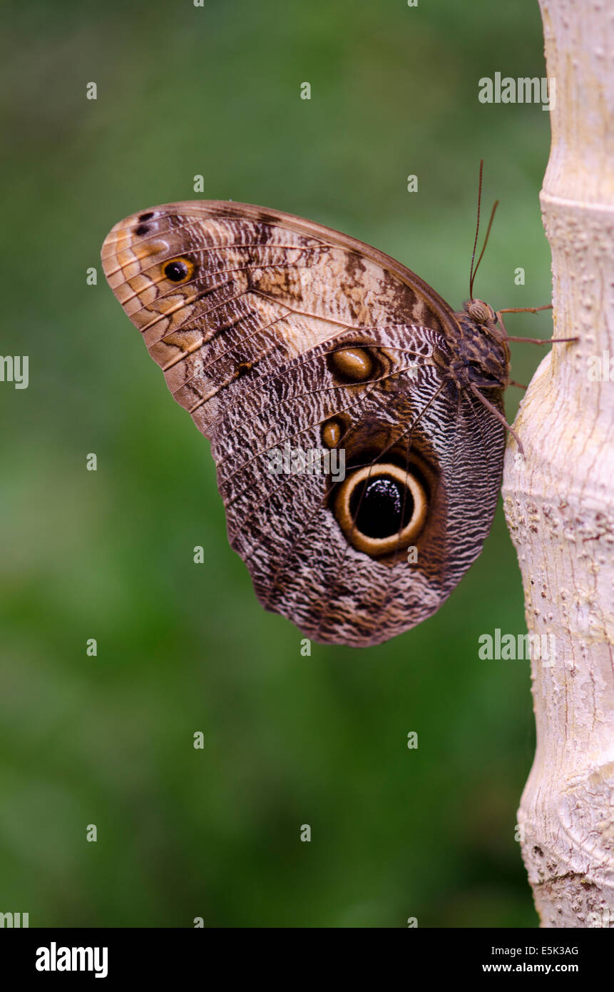 Grumes de jaune, Chouette géante Caligo atreus, à l'intérieur du Parc des Papillons, Benalmadena, Espagne. Banque D'Images
