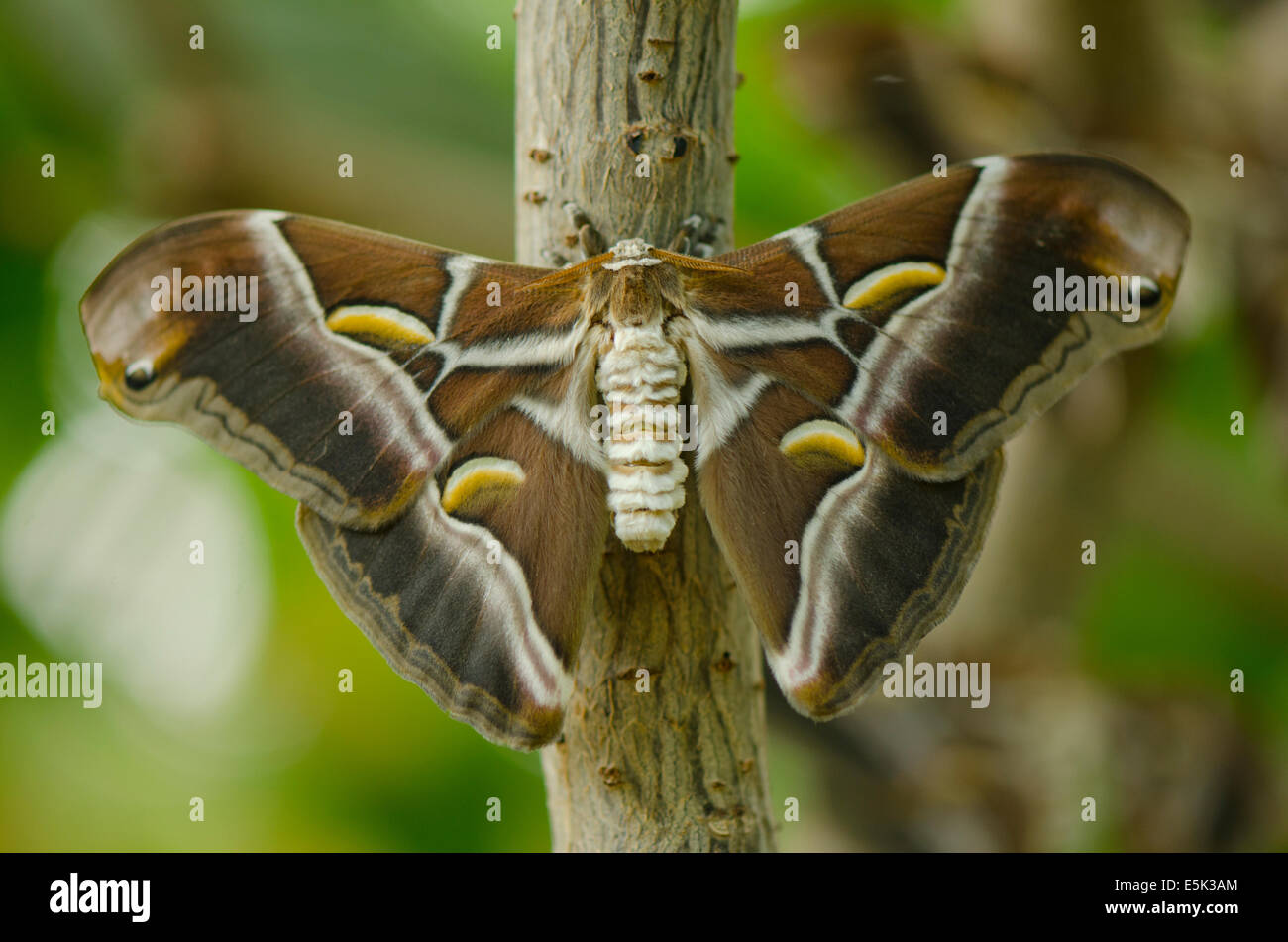 L'Ailanthus silkmoth, Samia cynthia, à l'intérieur du Parc des Papillons, Benalmadena, Costa del Sol, Espagne. Banque D'Images