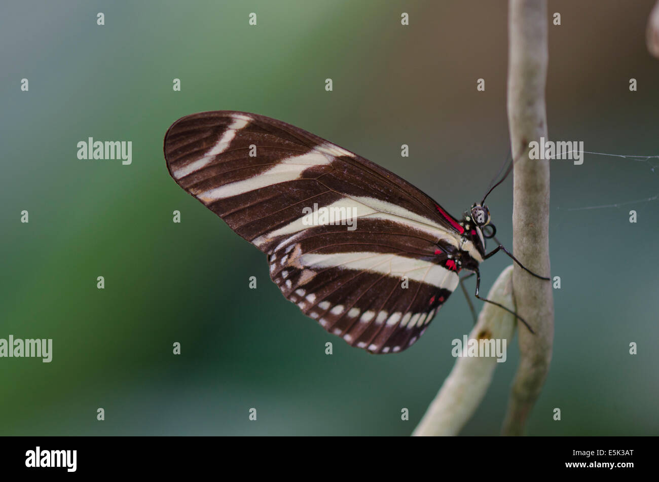 Le Zebra Longwing ou zèbre, Heliconius charithonia Heliconian, le Butterfly Park, Benalmadena, Costa del Sol, Espagne. Banque D'Images