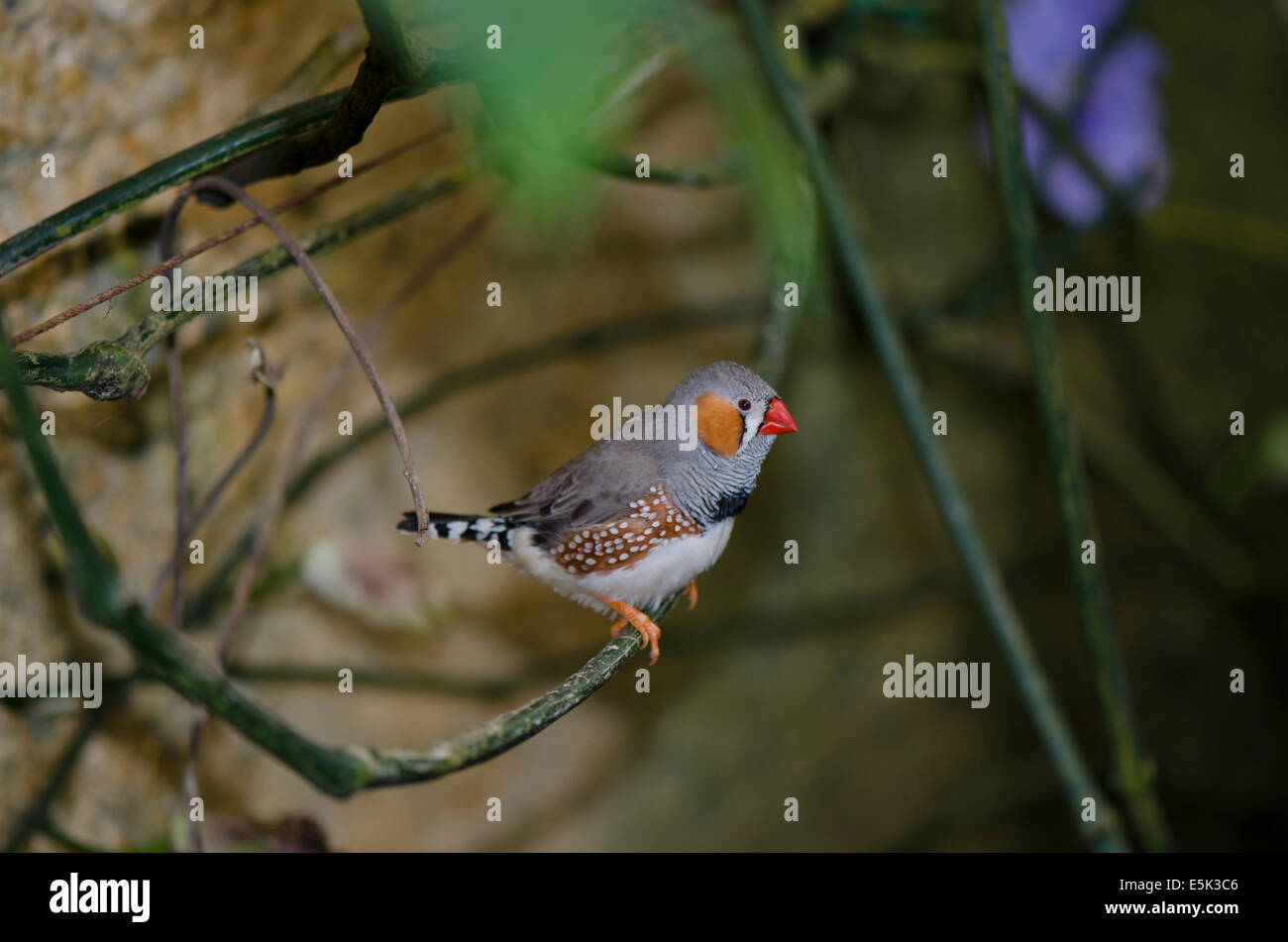 Zebra Finch, Taeniopygia guttata, anciennement Poephila guttata, au Butterfly Park, Benalmadena, Costa del sol. L'Espagne. Banque D'Images