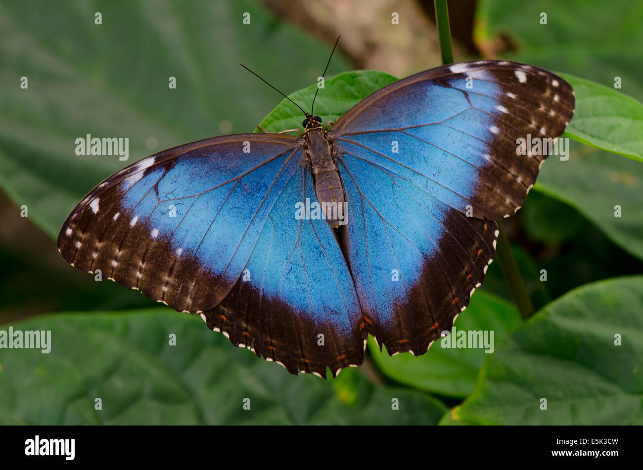 Le Blue Morpho Peleides Morpho, commune, l'empereur, Morpho peleides Papillon, Park, Benalmadena, Costa del sol. L'Espagne. Banque D'Images