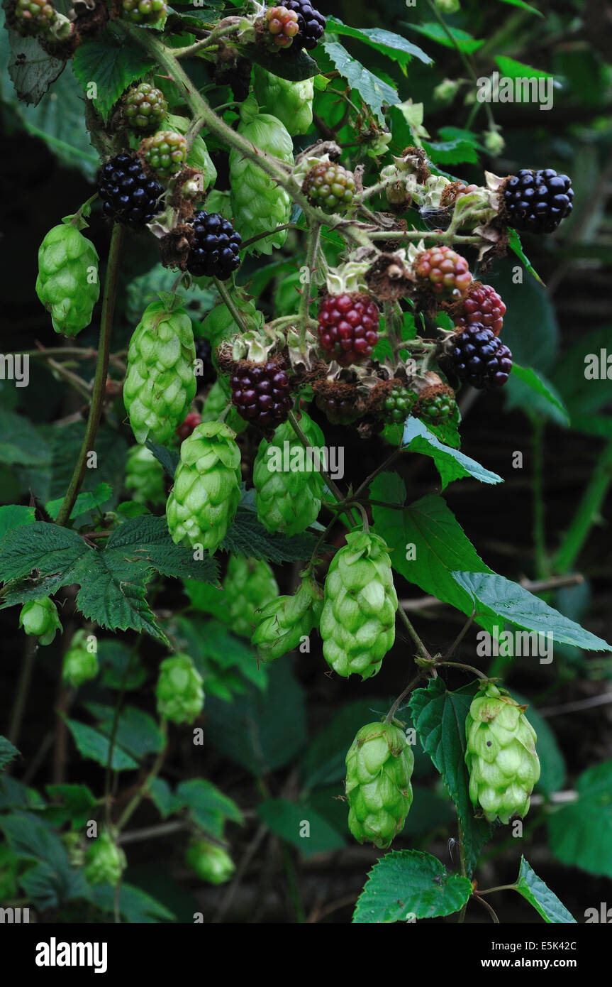 Le houblon et les mûres sauvages. Wiltshire, Royaume-Uni Banque D'Images