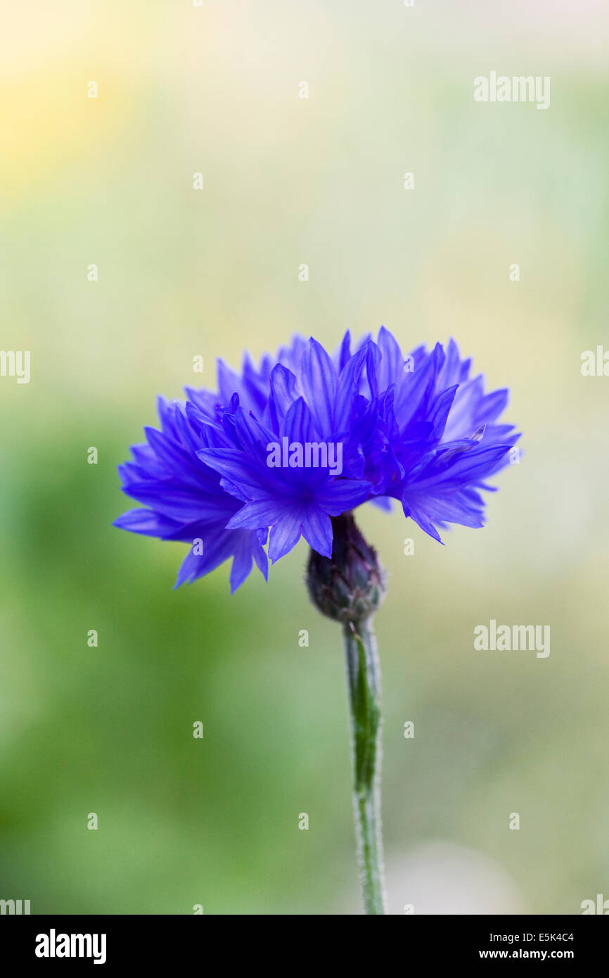 Centaurea cyanus. Le bleuet dans un jardin de fleurs sauvages. Banque D'Images