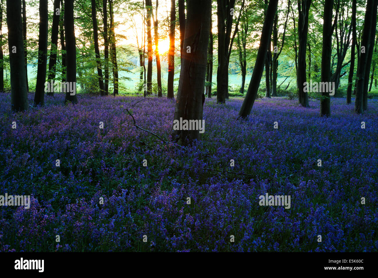 Coucher de soleil sur bluebells en bois dans la région de Hampshire Micheldever Banque D'Images