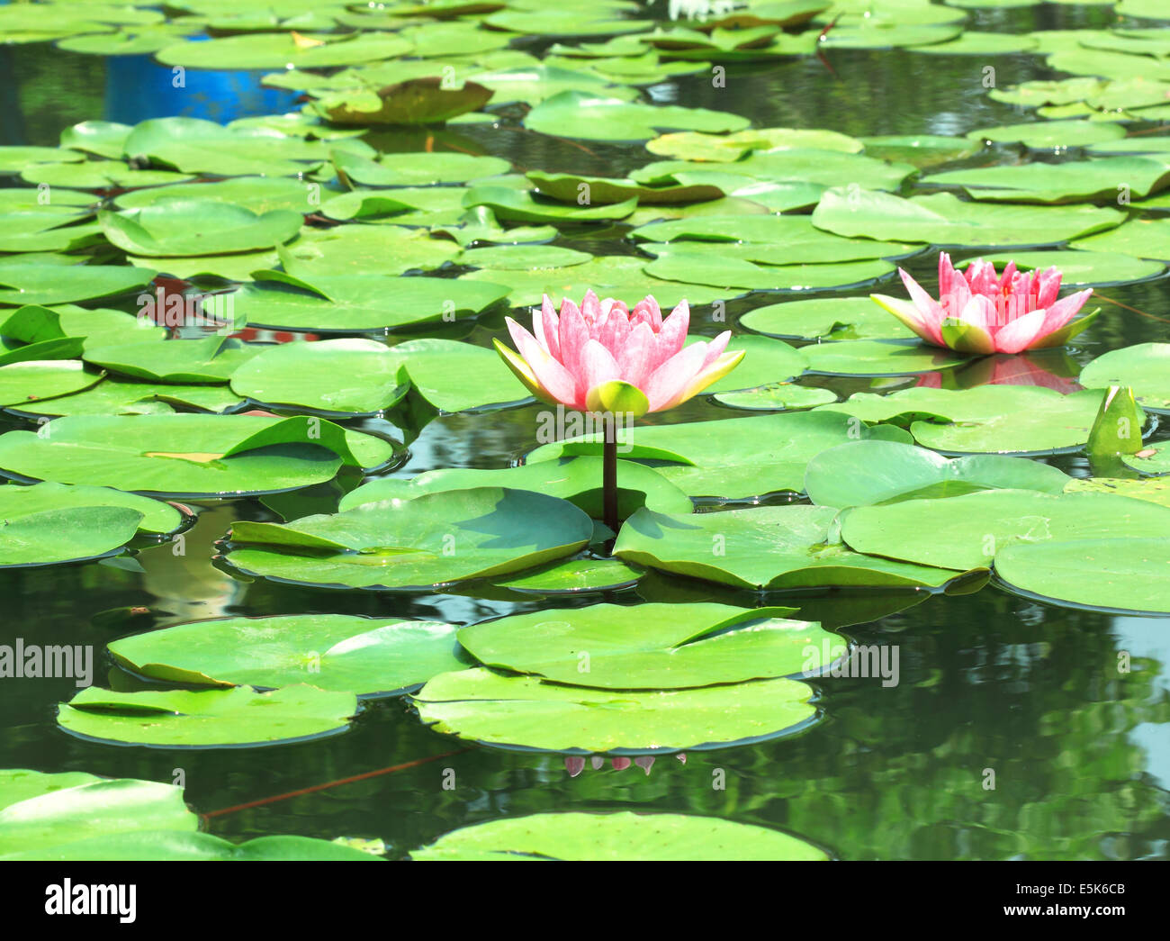 Plantes fleur de lotus dans l'eau. Natural Background Banque D'Images