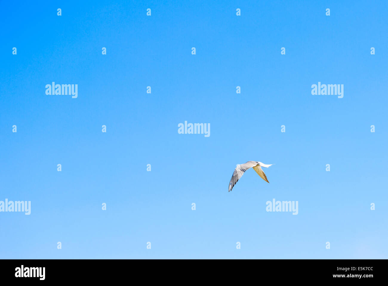 Mouette solitaire s'élève haut dans le ciel au-dessus de l'océan Banque D'Images