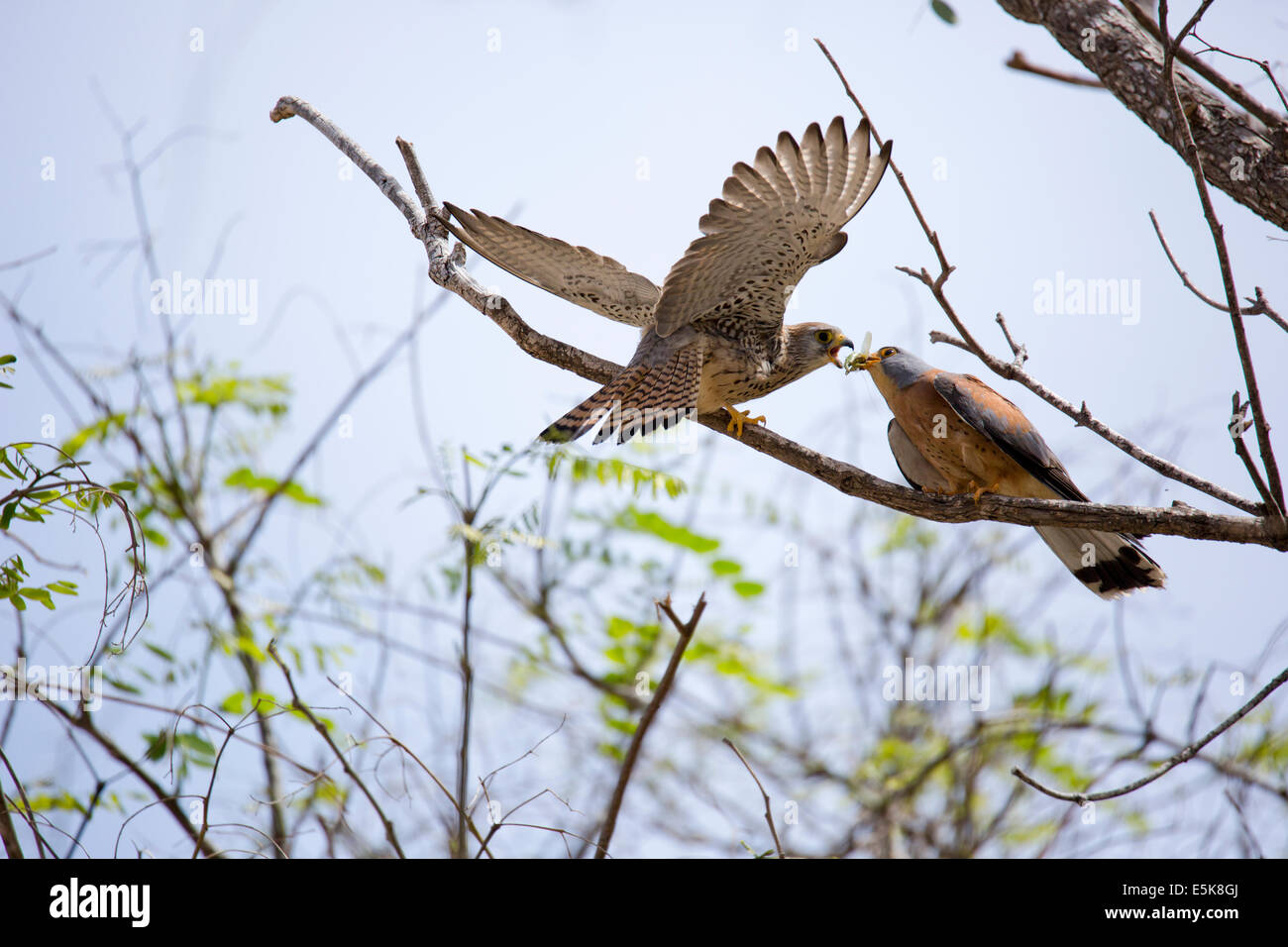 Agressif deux Faucon crécerellette (Falco naumanni). Cette espèce se reproduit à partir de la Méditerranée dans le sud de l'Asie centrale à la Chine Banque D'Images