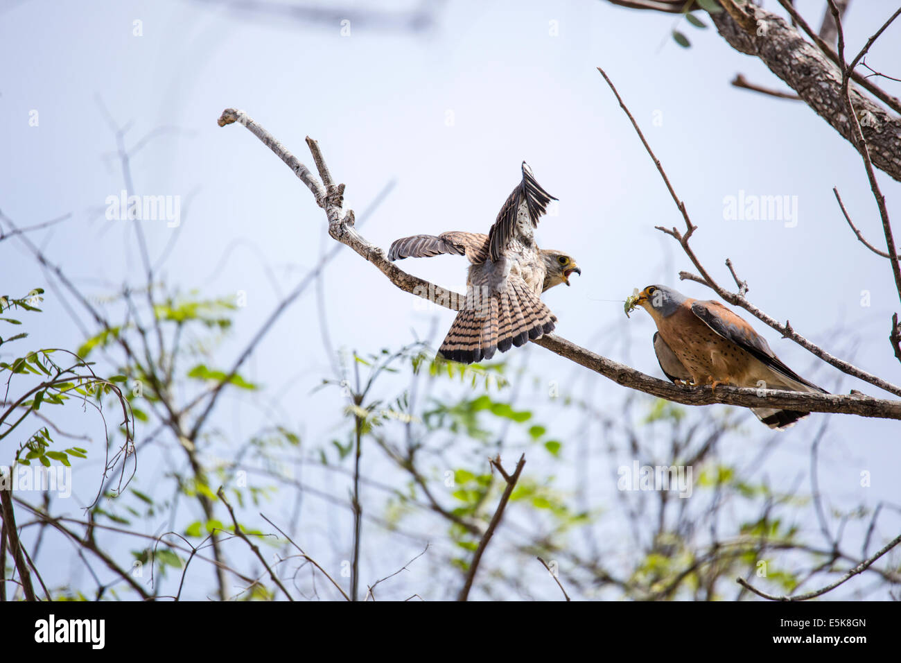 Agressif deux Faucon crécerellette (Falco naumanni). Cette espèce se reproduit à partir de la Méditerranée dans le sud de l'Asie centrale à la Chine Banque D'Images