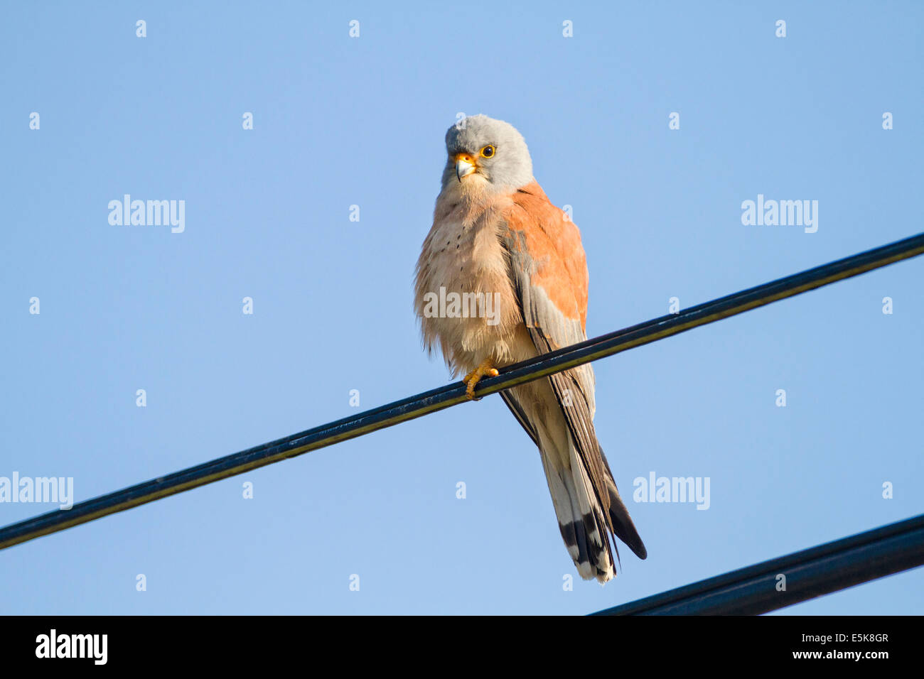 Faucon crécerellette (Falco naumanni). Cette espèce se reproduit à partir de la Méditerranée dans le sud de l'Asie centrale à la Chine et la Mongolie. Banque D'Images