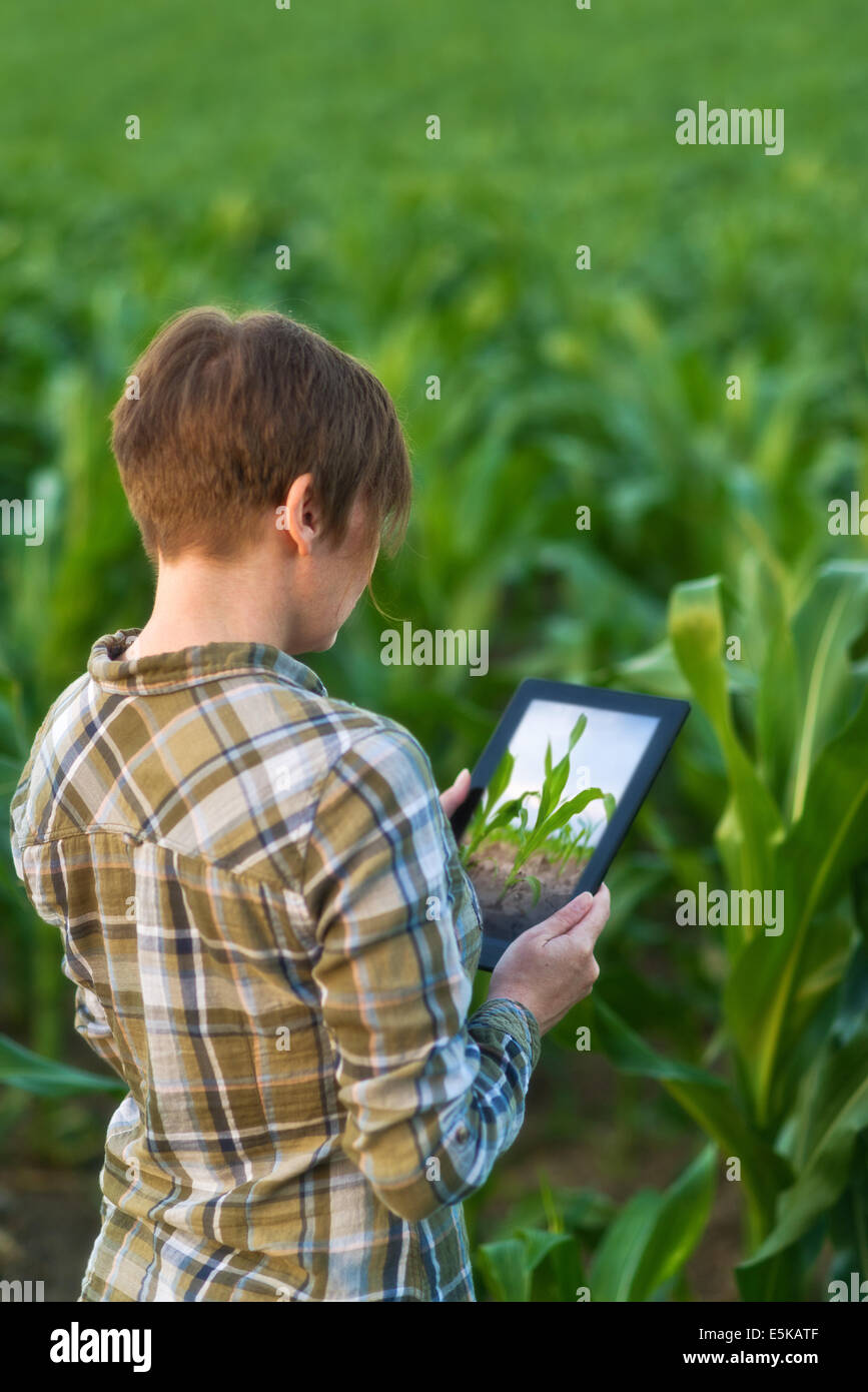 Femme agronome avec ordinateur tablette en champ de maïs cultivées agricoles. Banque D'Images