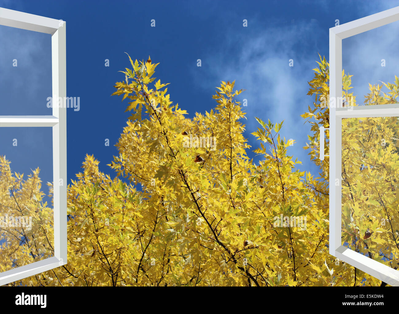 Fenêtre ouverte à l'automne jaune arbre Banque D'Images