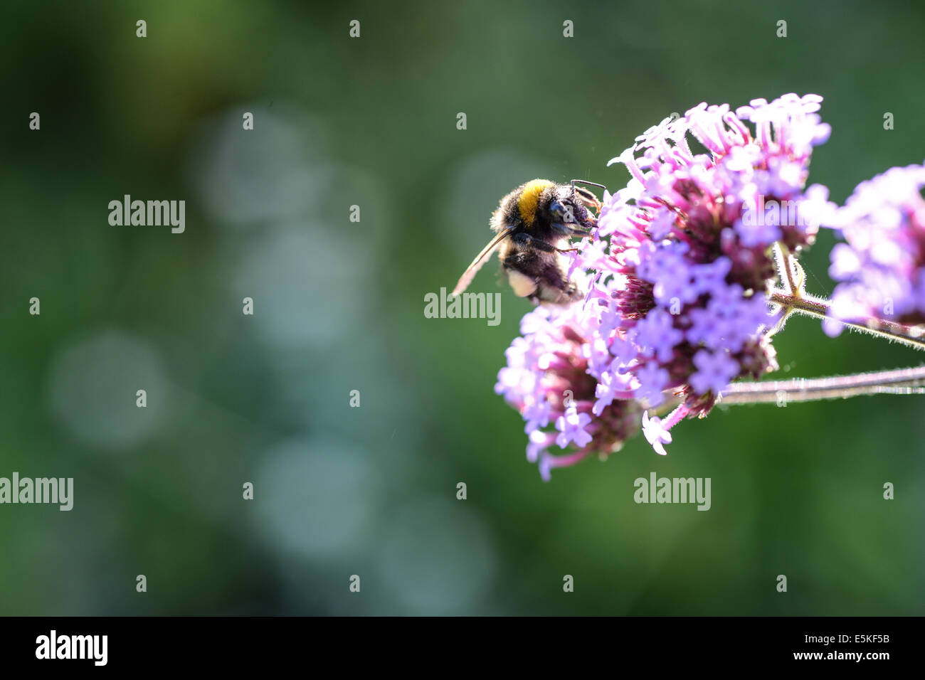 Une abeille sur une fleur. Banque D'Images Une abeille sur une fleur. Banque D'Images