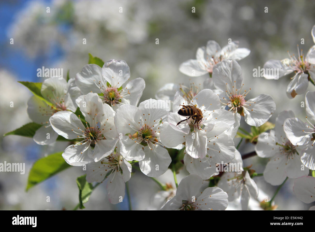 Abeille sur la branche de l'blossoming cherry au printemps Banque D'Images