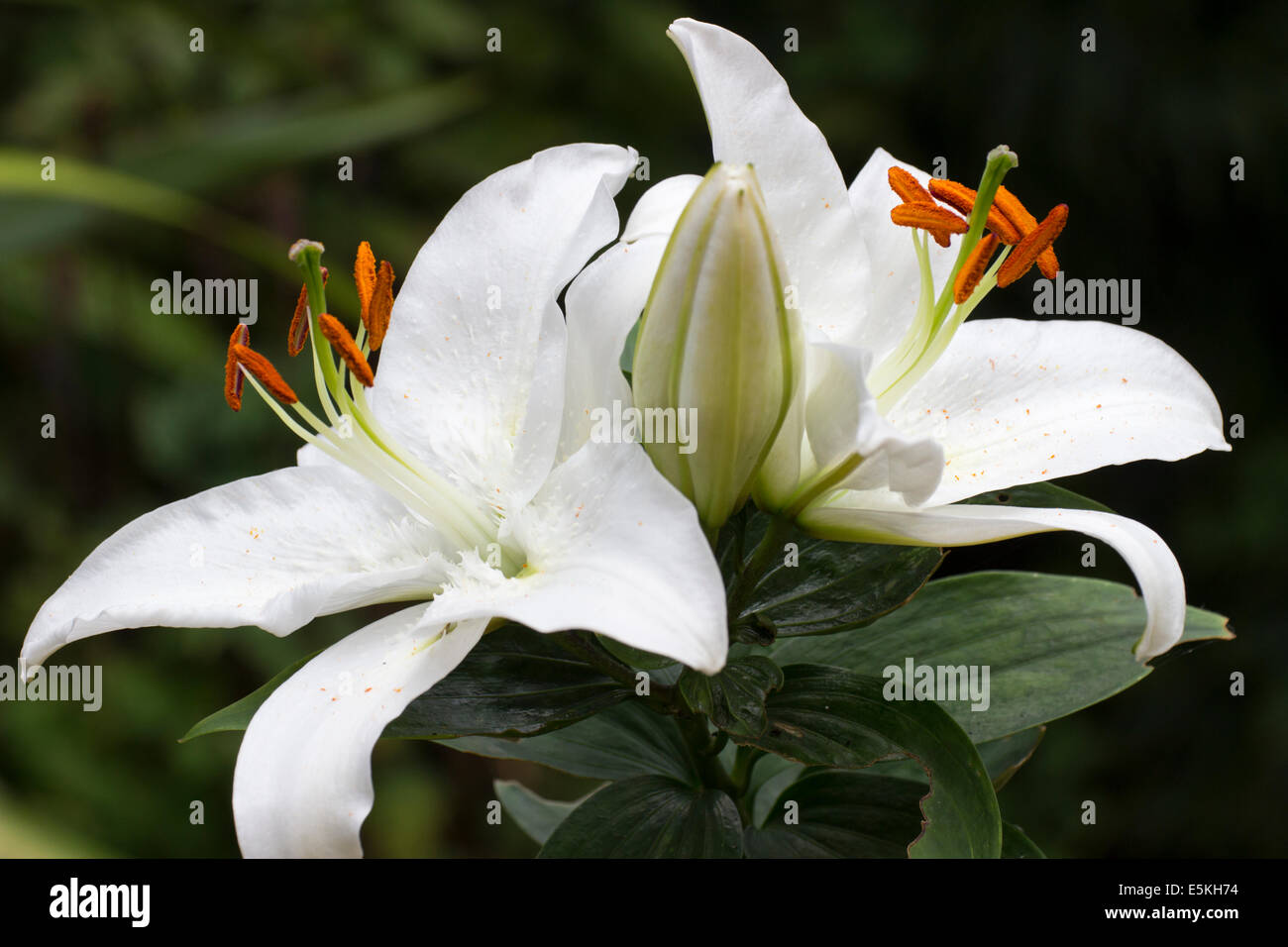 Fleurs blanches de l'Oriental, lily Lilium 'Coldplay' Banque D'Images