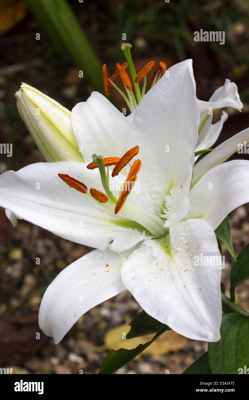 Fleurs blanches de l'Oriental, lily Lilium 'Coldplay' Banque D'Images