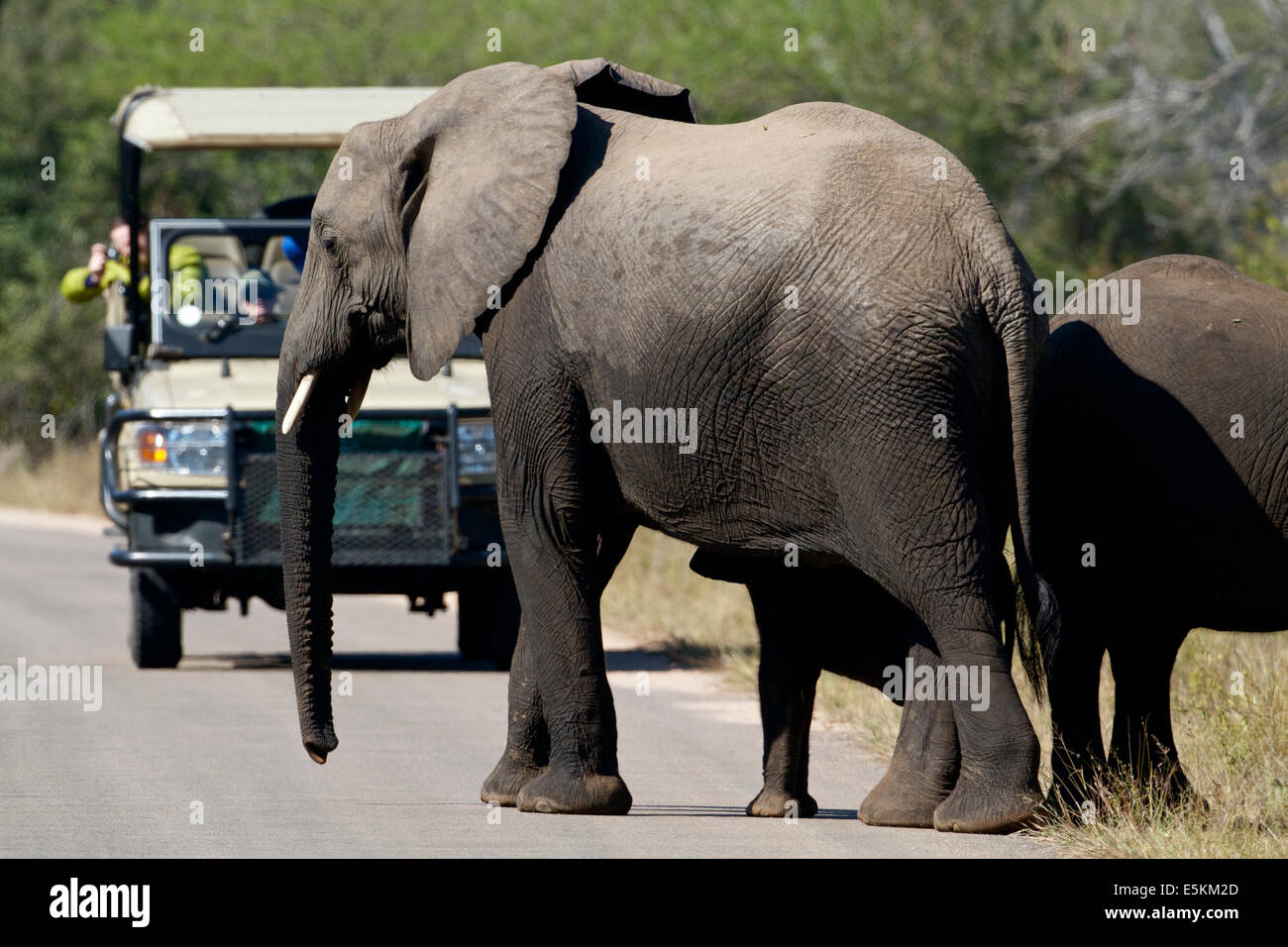 Traverser la route de l'éléphant avec une tournée touristique, l'Afrique Banque D'Images