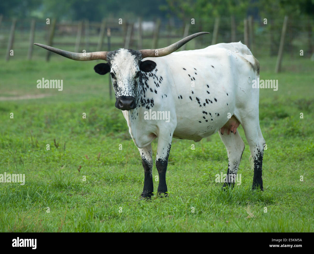 Texas Longhorn cattle Banque D'Images