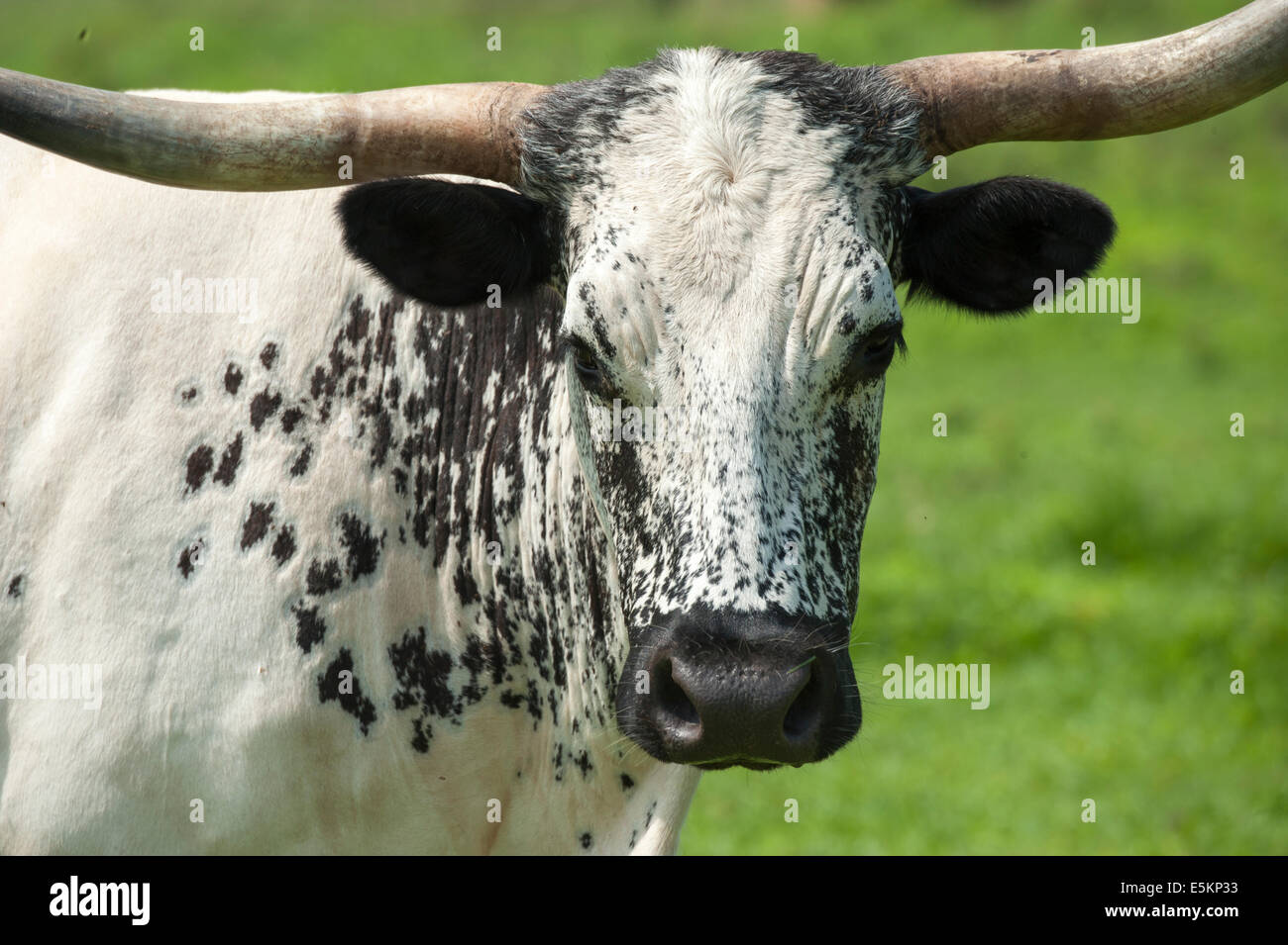 Texas Longhorn cattle Banque D'Images