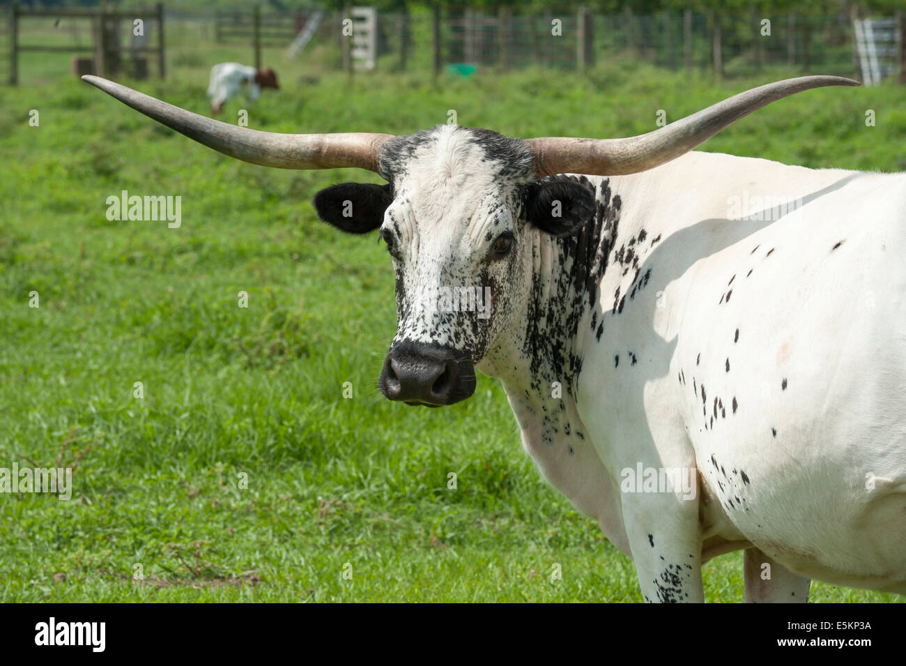 Texas Longhorn cattle Banque D'Images