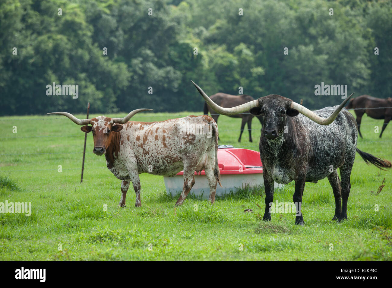 Texas Longhorn bovins en pâturage avec des chevaux qui broutent Banque D'Images