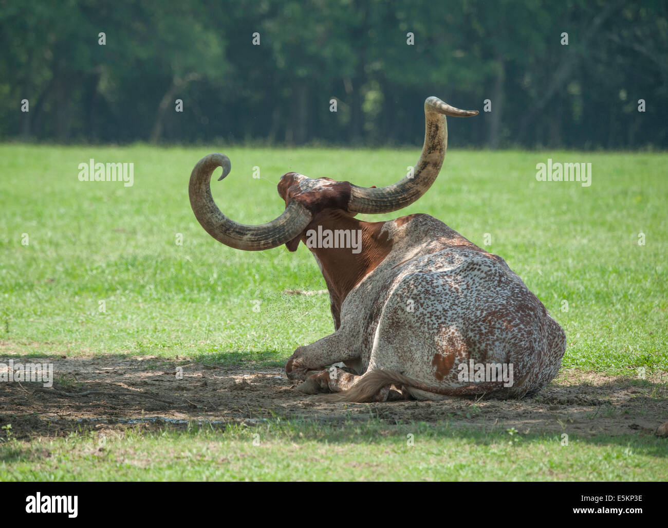 -Texas Longhorn steer race mix Watusi lying in grass en vertu de l'arbre d'ombrage Banque D'Images