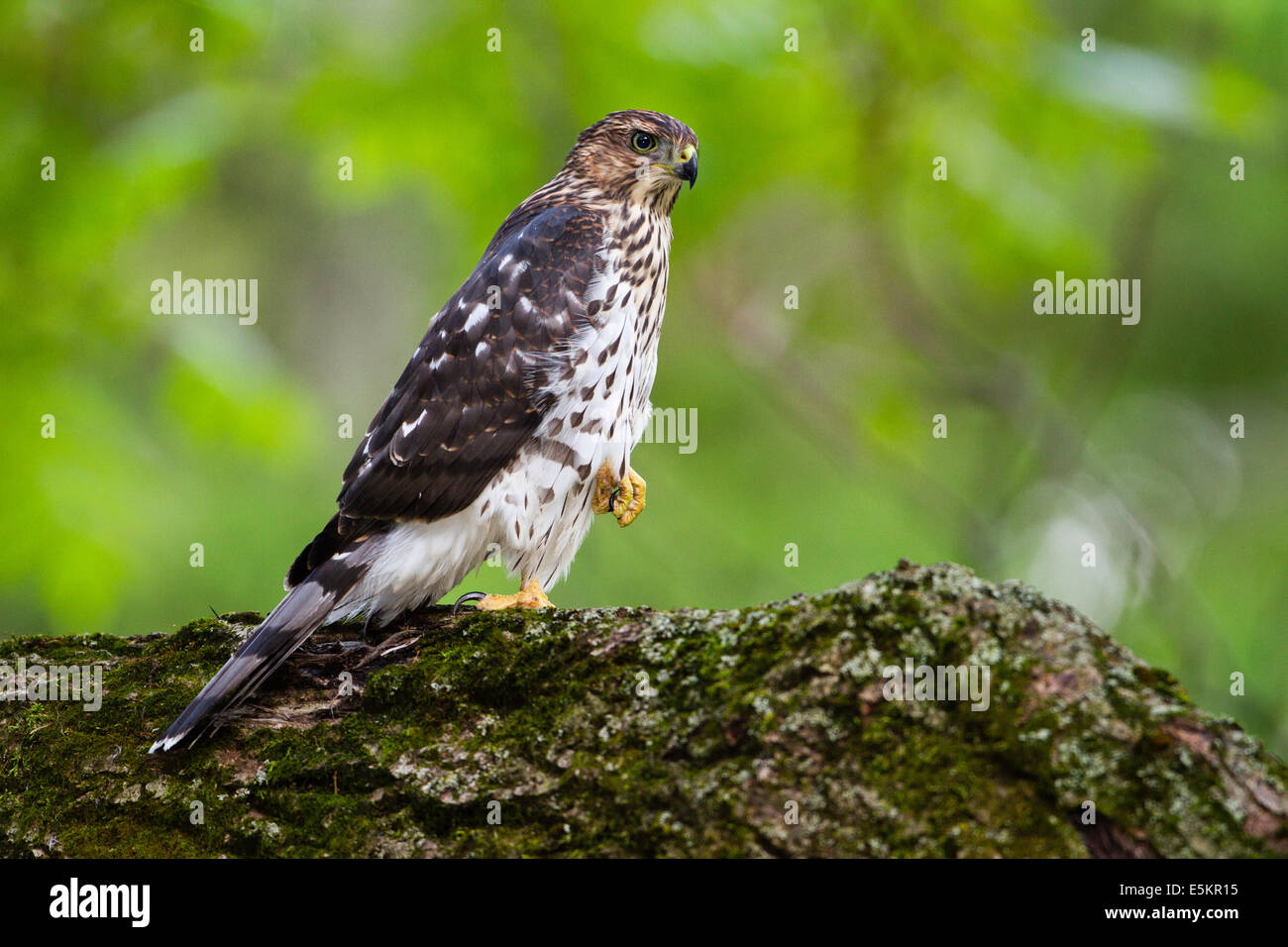 Un mineur de l'Épervier de Cooper (Accipiter cooperii) au Québec, Canada Banque D'Images