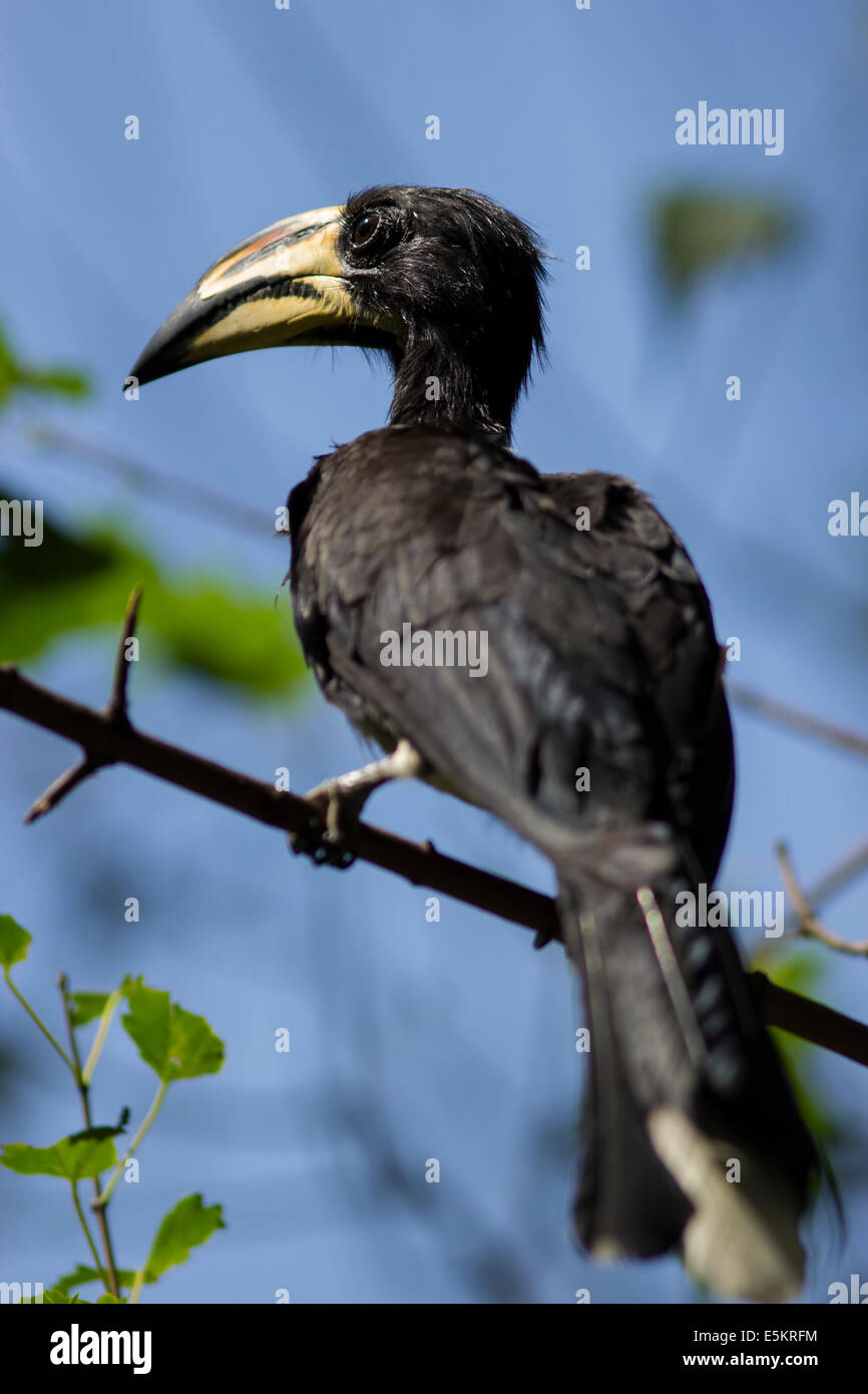 Un jeune noir et blanc toucan se situe très haut dans un arbre. Banque D'Images