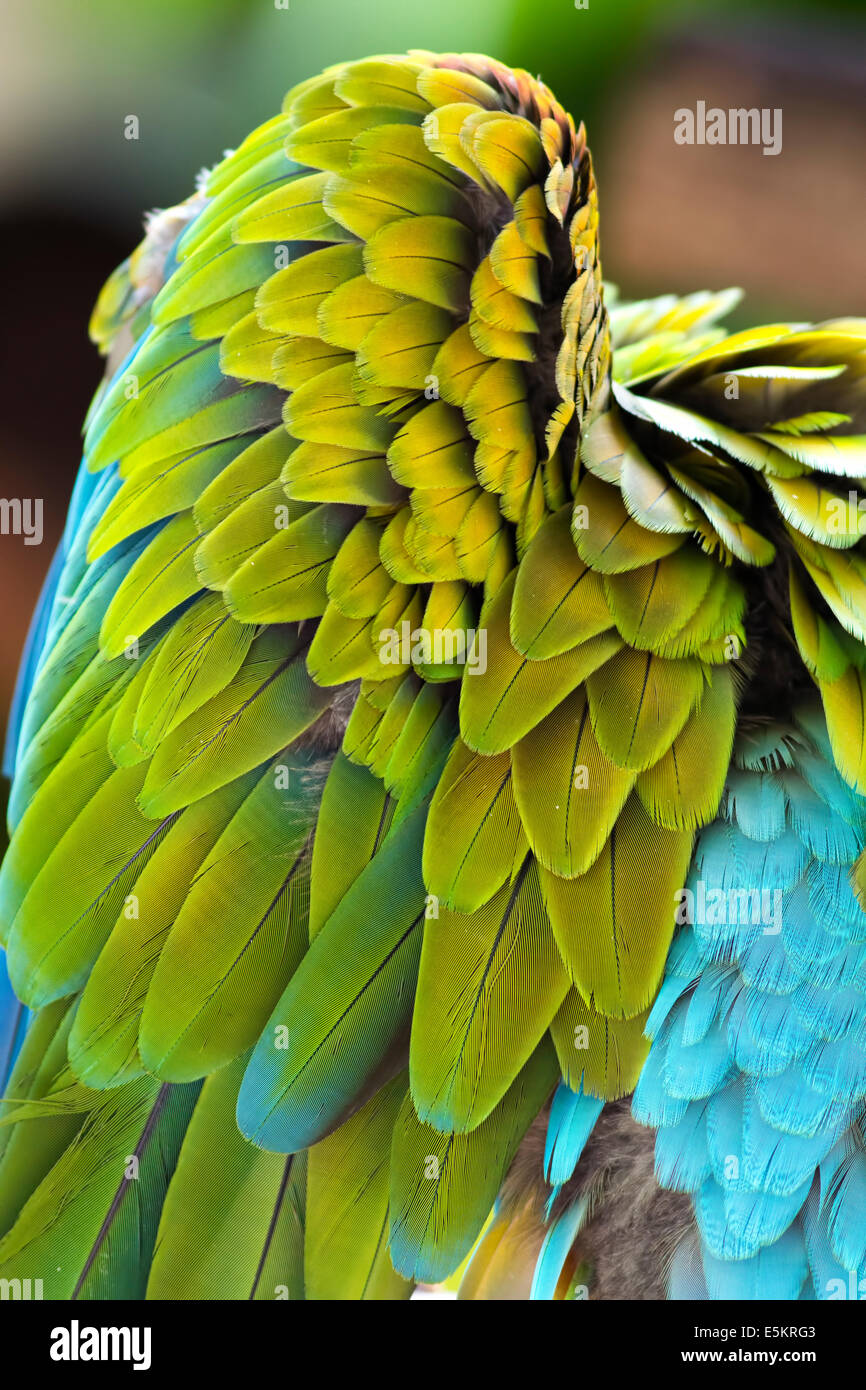 Une aile d'une propagation Macaw Parrot. Banque D'Images