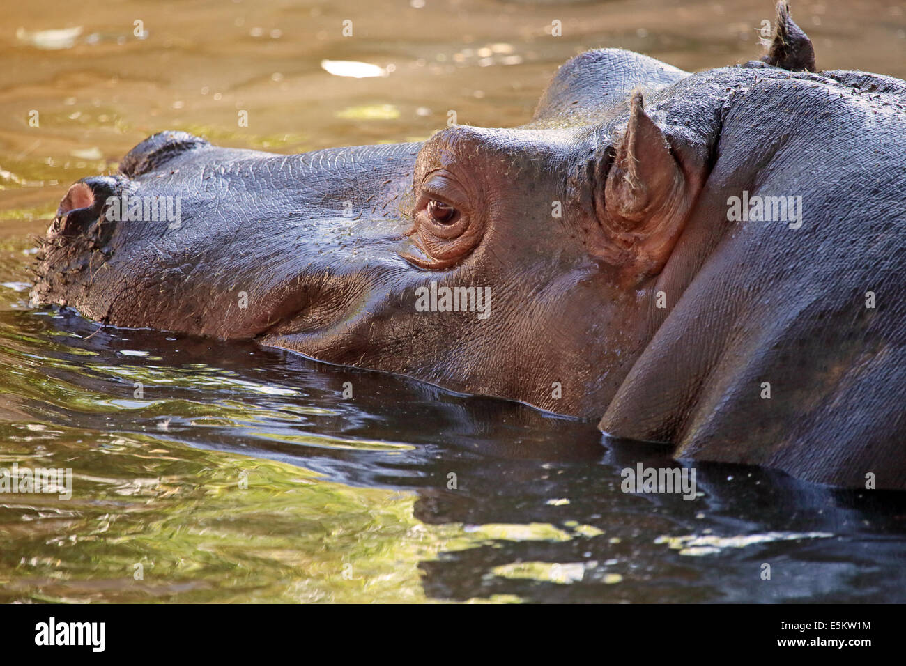 Un Hippopotame (Hippopotamus amphibius) dans l'eau, l'habitat naturel de ce dangereux mammifère herbivore de l'Afrique subsaharienne Banque D'Images