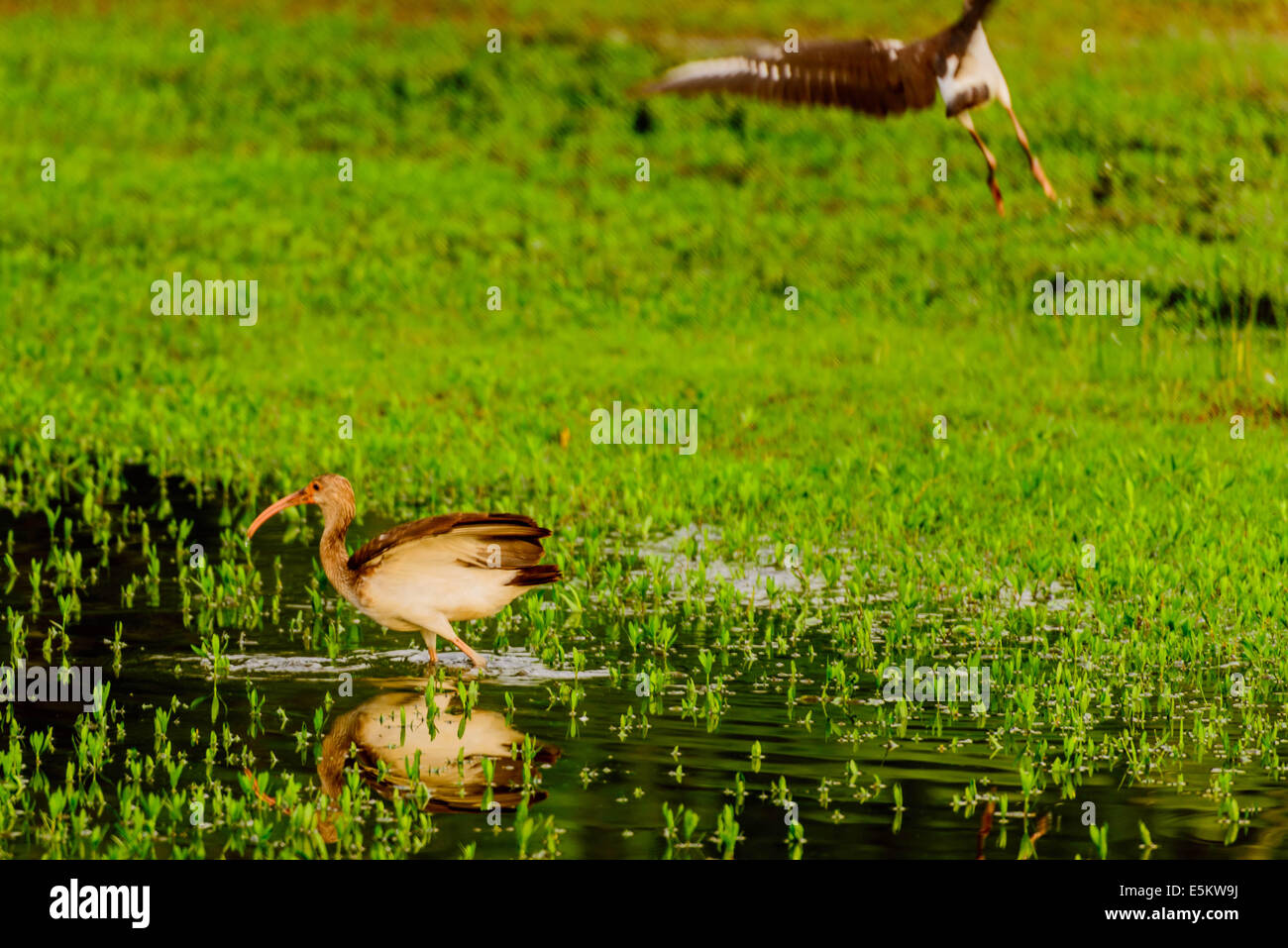 Les jeunes Ibis blanc dans le parc inondé avec de l'eau stagnante Banque D'Images