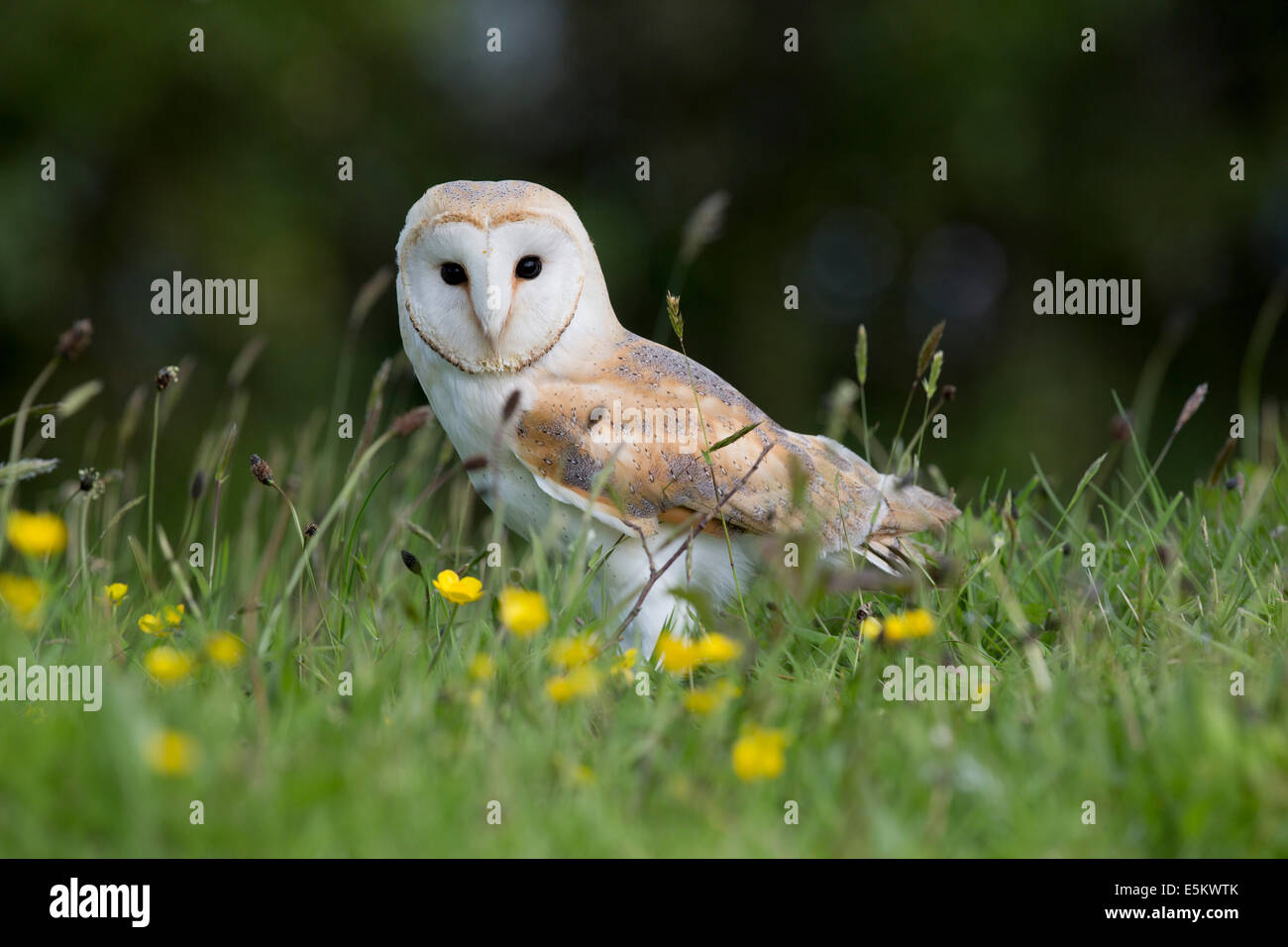 Effraie des clochers Tyto alba ; ; pré ; UK Banque D'Images