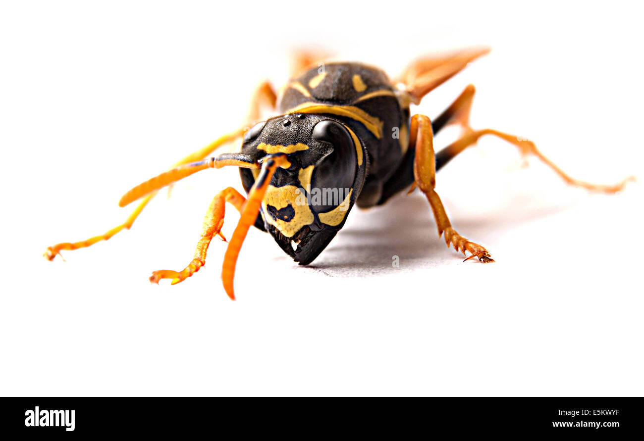 Seule attaque wasp avec mandibules sur fond blanc Banque D'Images