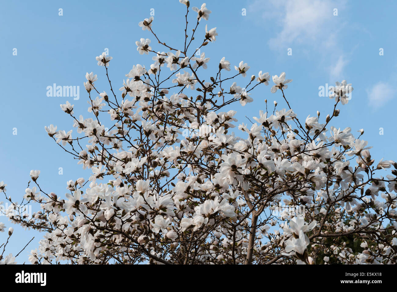 Magnolia x loebneri Merrill en pleine floraison au début du printemps, Cornwall, UK Banque D'Images